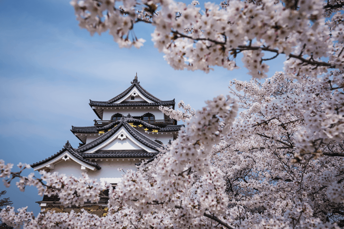 Cherry Blossoms and Japanese Castle