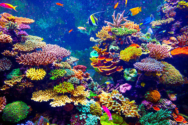 Vibrant Coral Reef