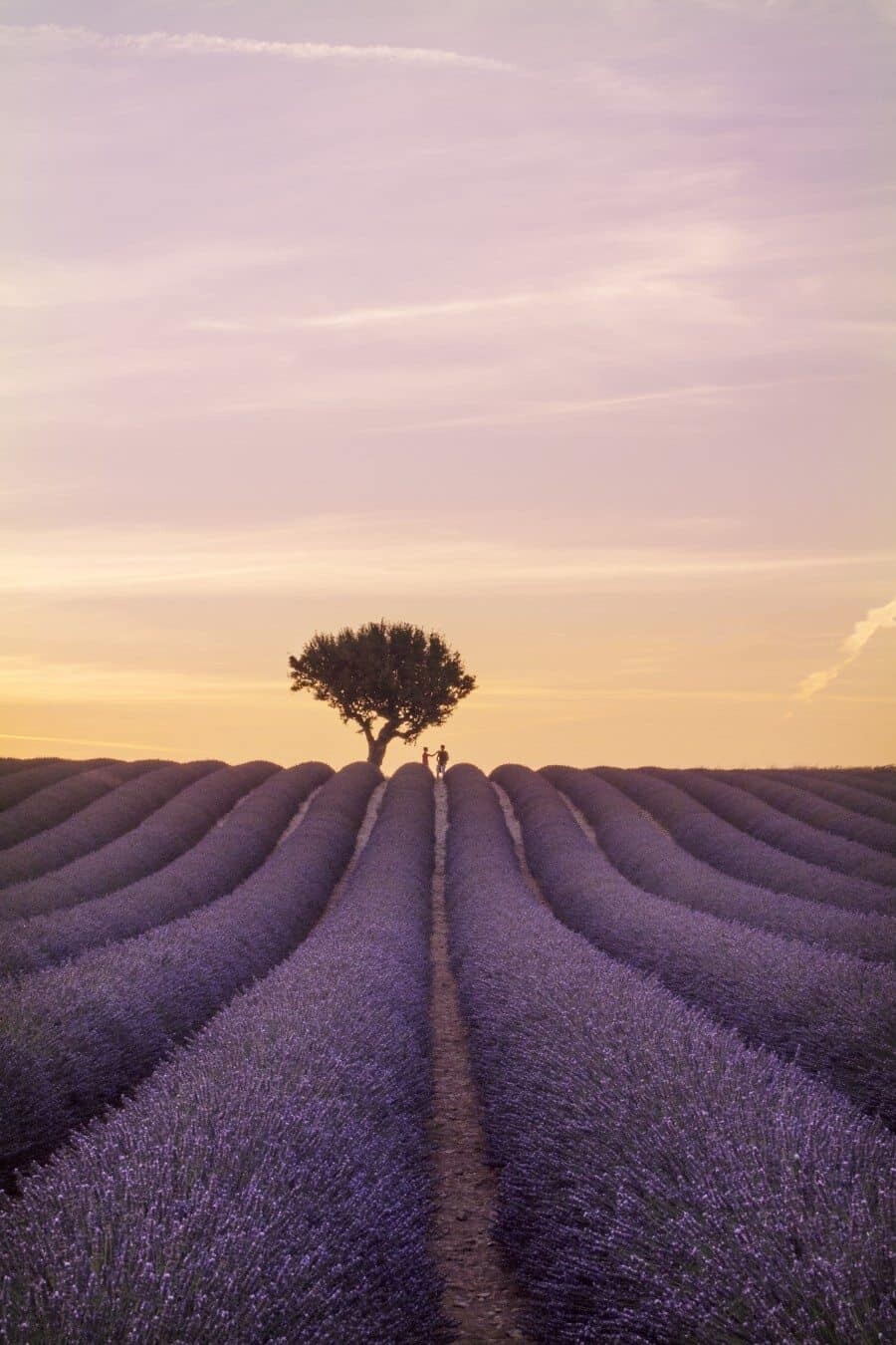 Lavender Field Sunset
