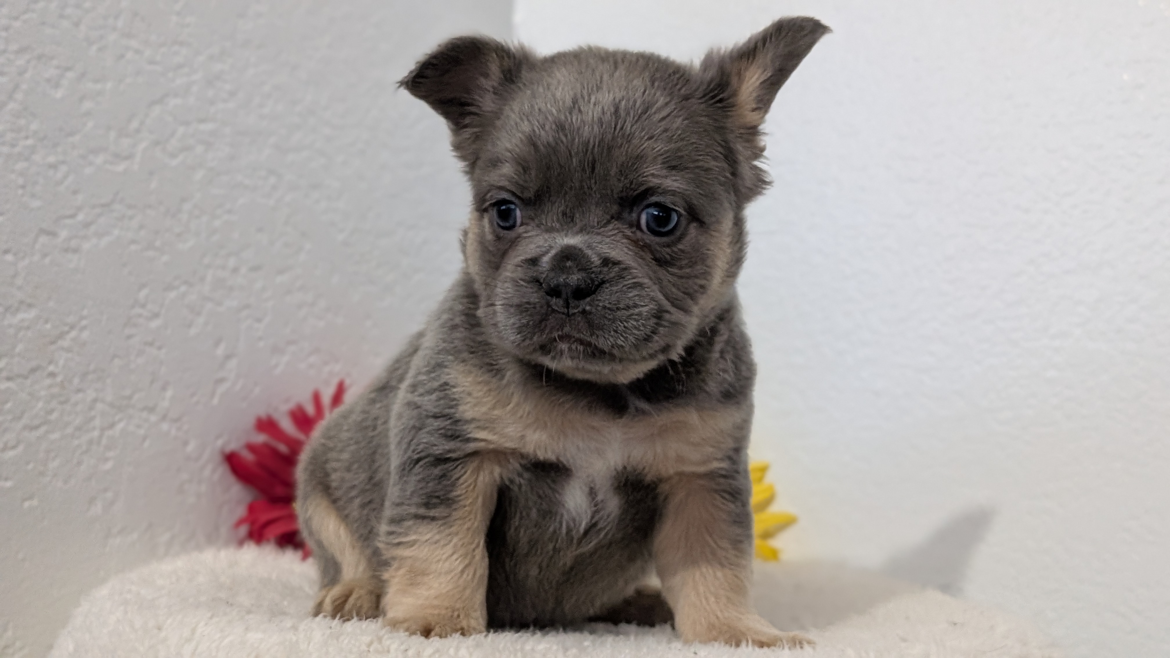 French Bulldog puppy for sale in Indiana – bluetan female photo 4
