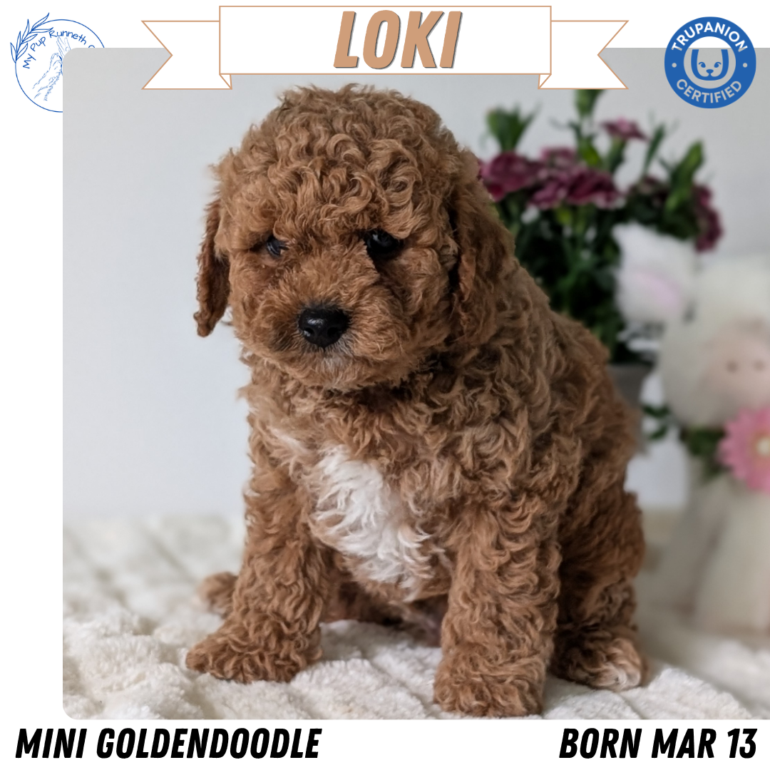 Mini Goldendoodle puppy for sale in Indiana – red male