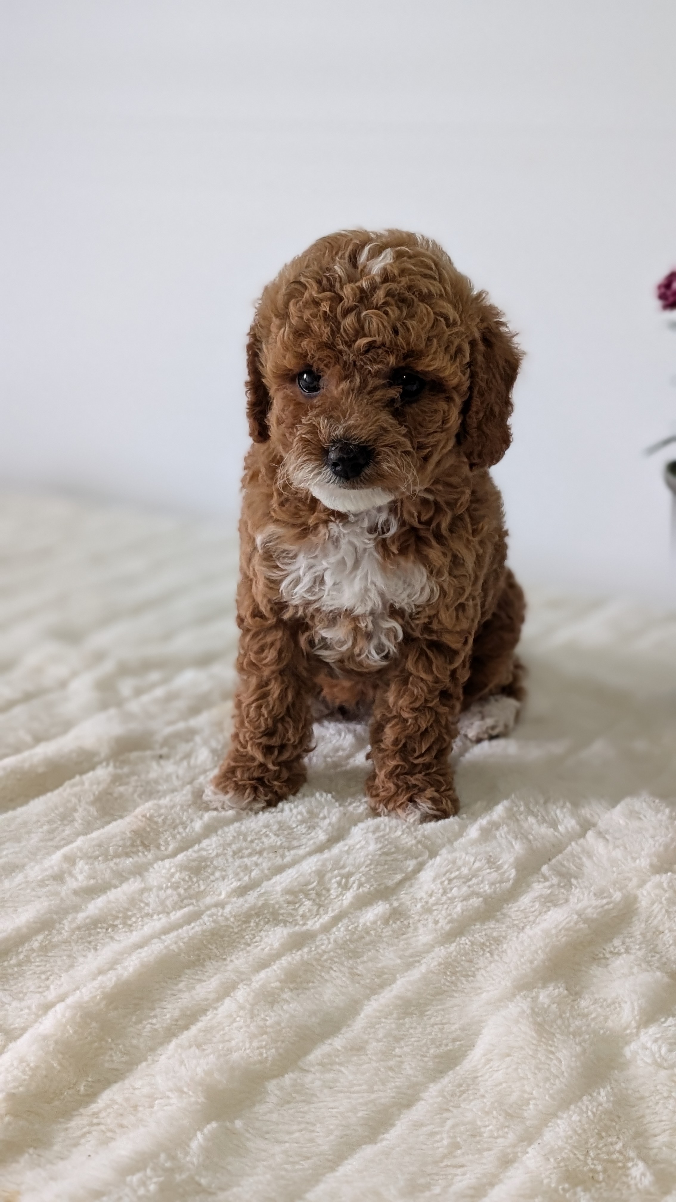 Mini Goldendoodle puppy for sale in Indiana – red tuxedo female photo 5