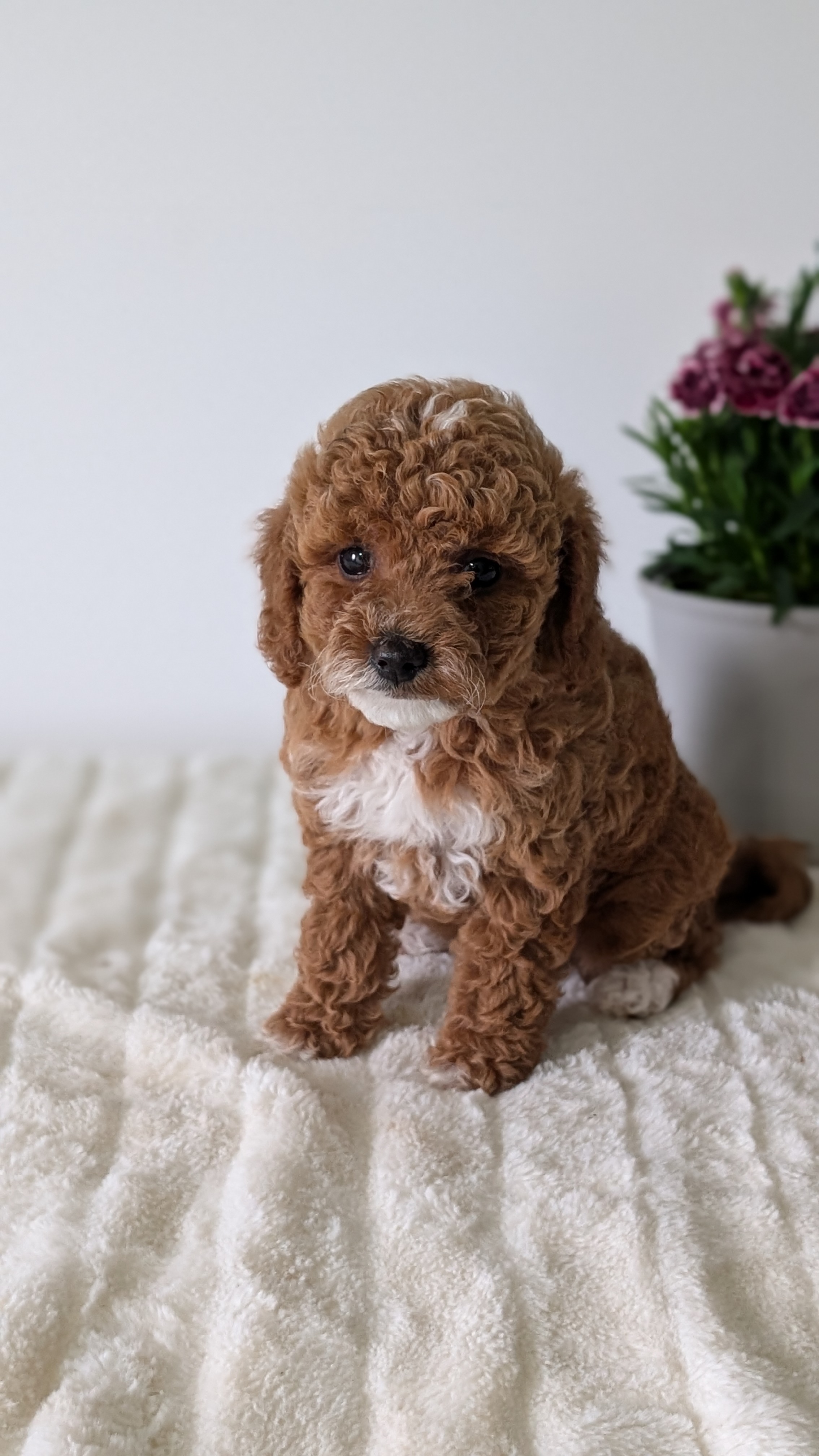 Mini Goldendoodle puppy for sale in Indiana – red tuxedo female photo 6