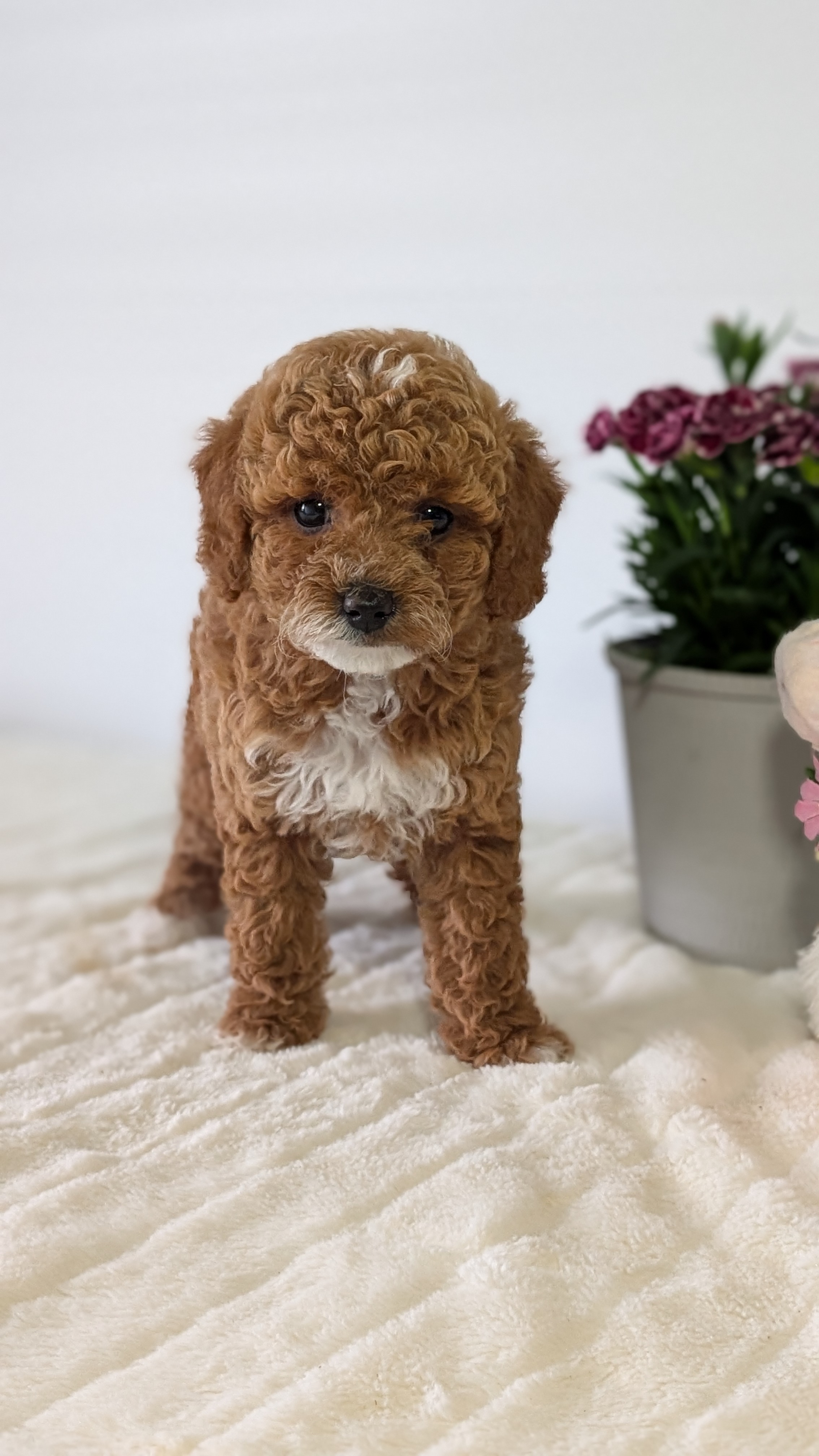 Mini Goldendoodle puppy for sale in Indiana – red tuxedo female photo 3