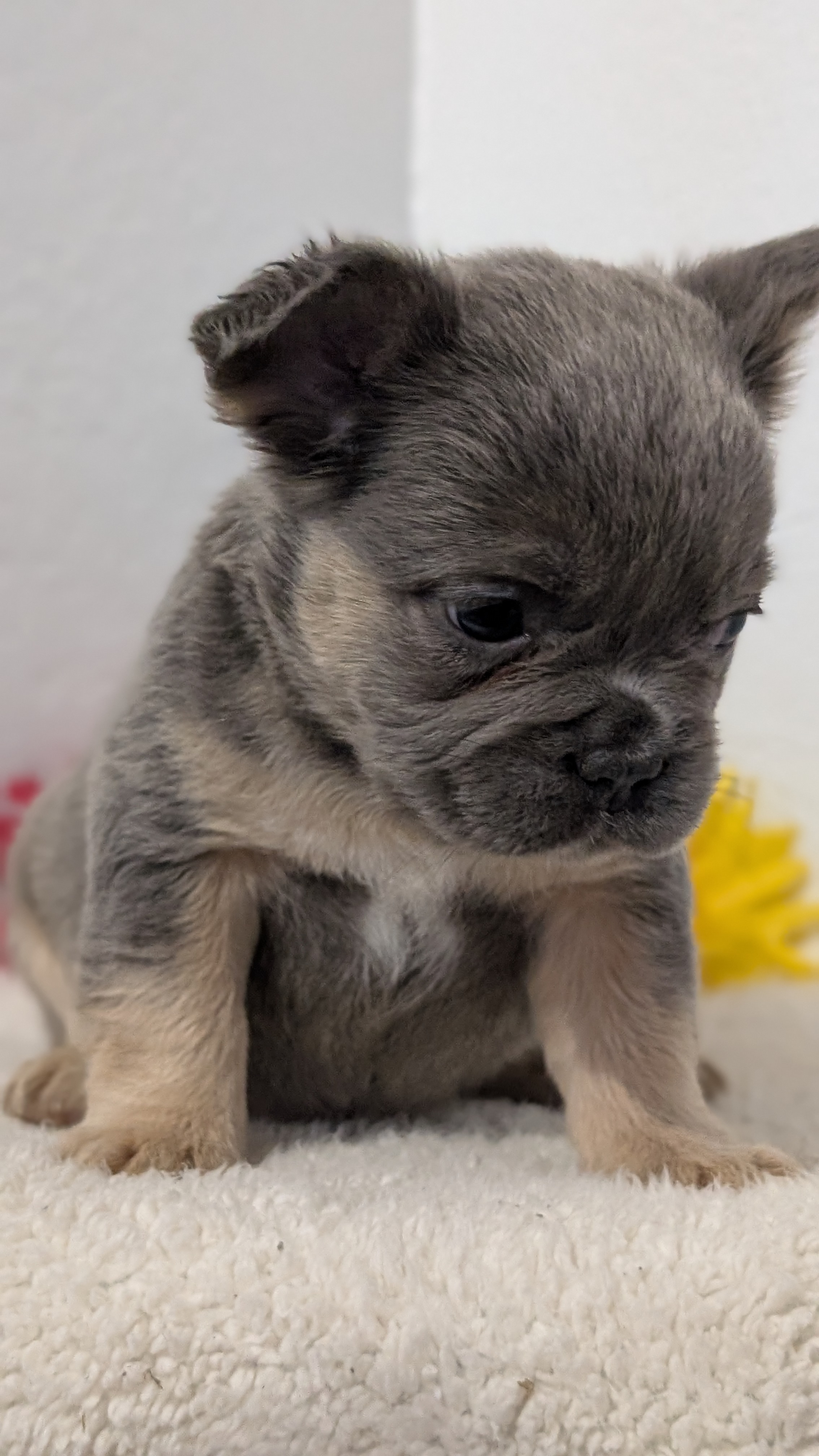 French Bulldog puppy for sale in Indiana – bluetan female photo 8