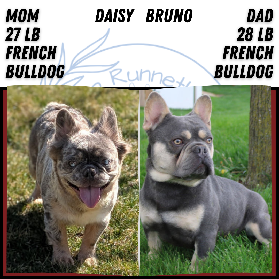French Bulldog puppy for sale in Indiana – bluetan female photo 2