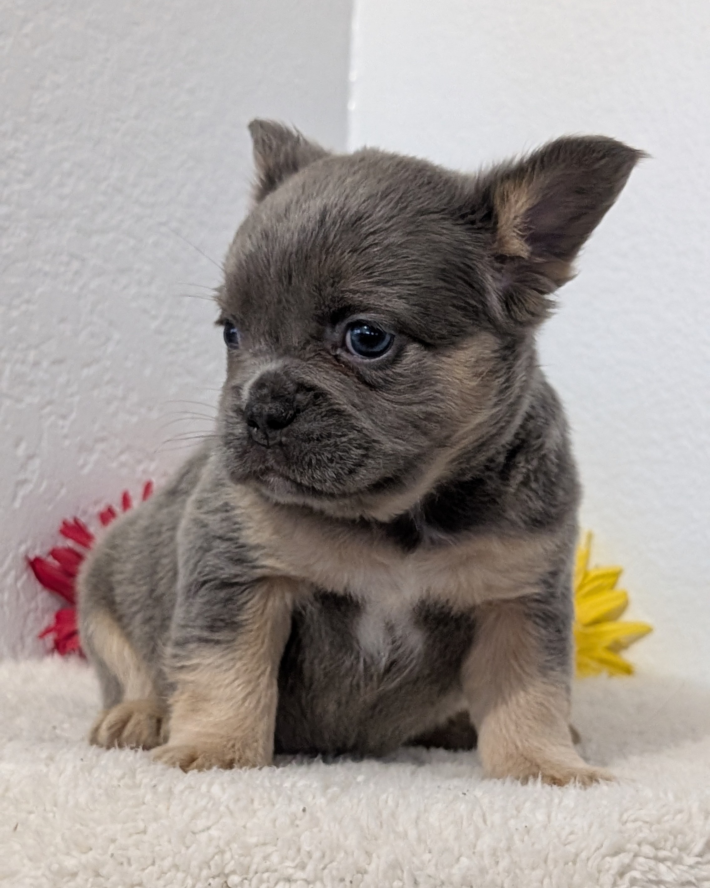 French Bulldog puppy for sale in Indiana – bluetan female photo 3