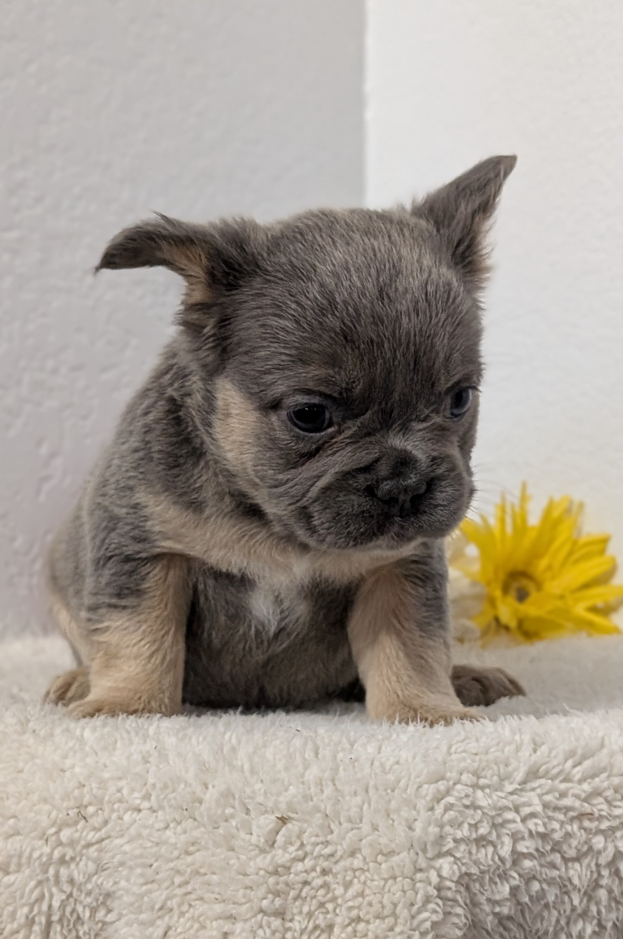 French Bulldog puppy for sale in Indiana – bluetan female photo 7