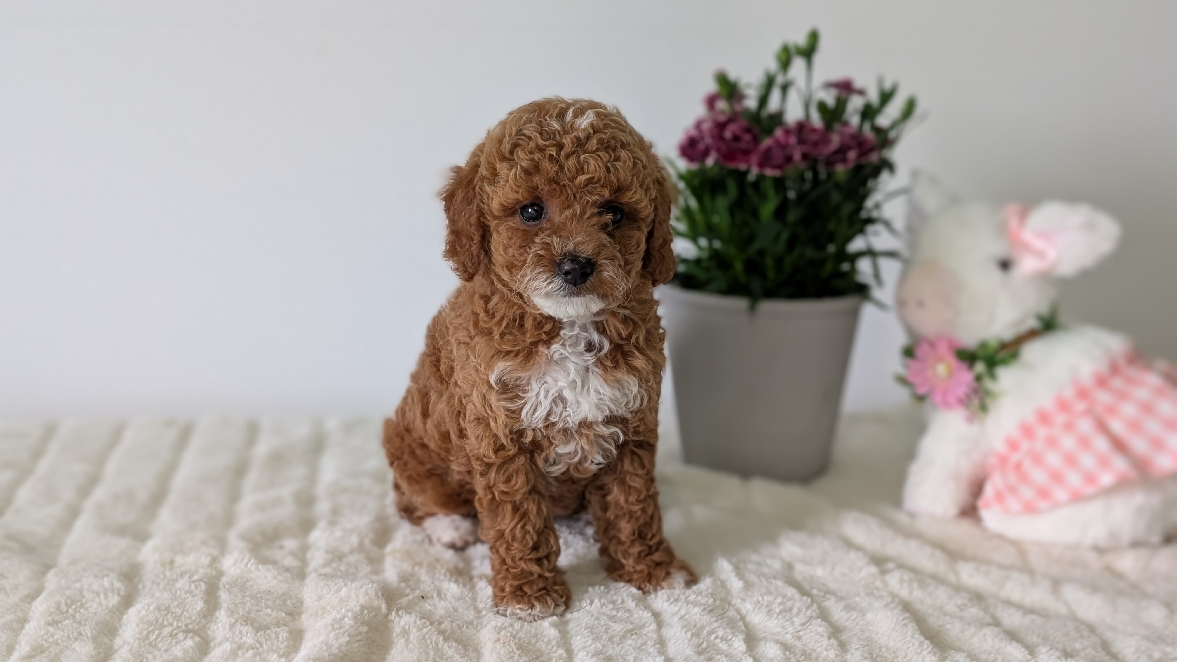 Mini Goldendoodle puppy for sale in Indiana – red tuxedo female photo 4