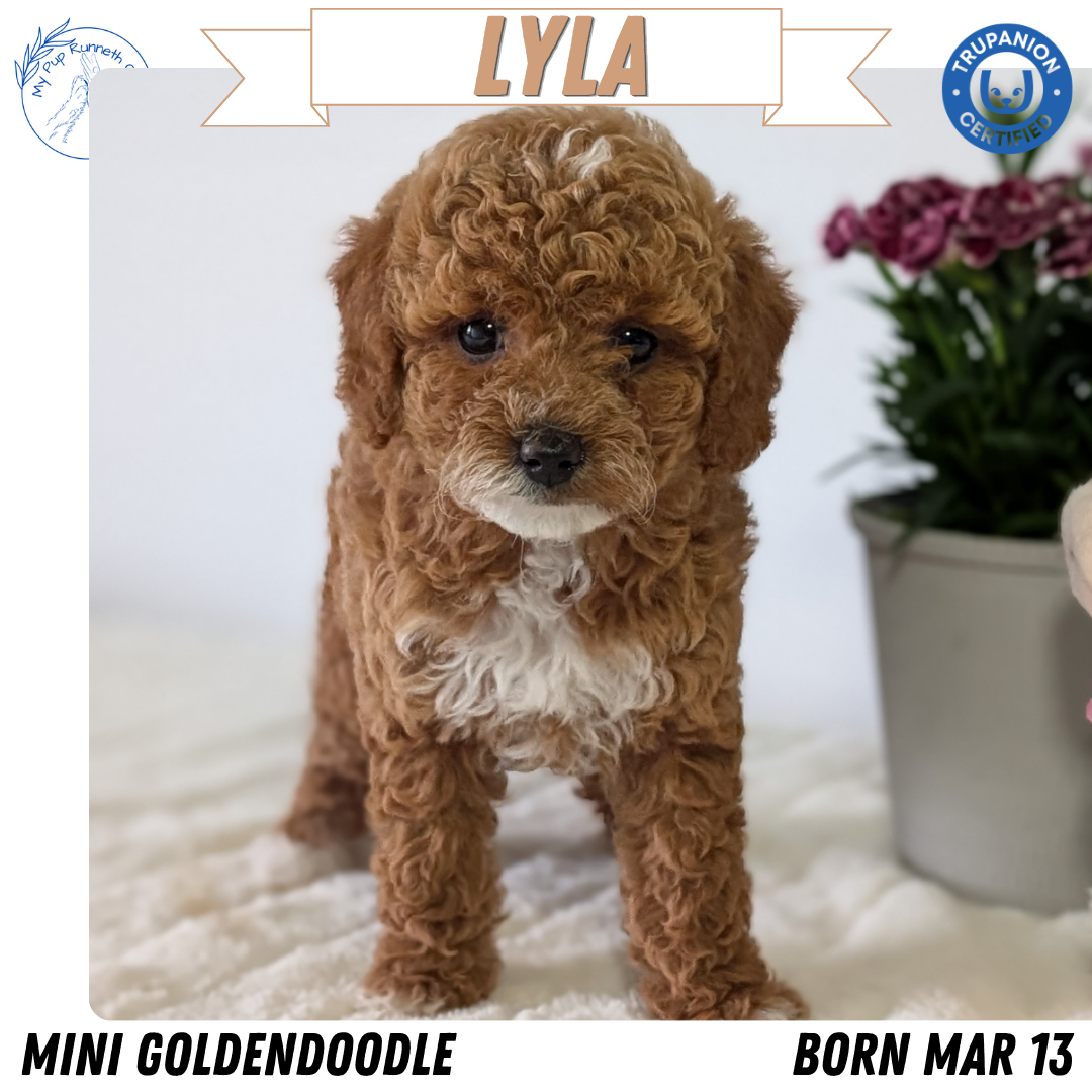 Mini Goldendoodle puppy for sale in Indiana – red tuxedo female