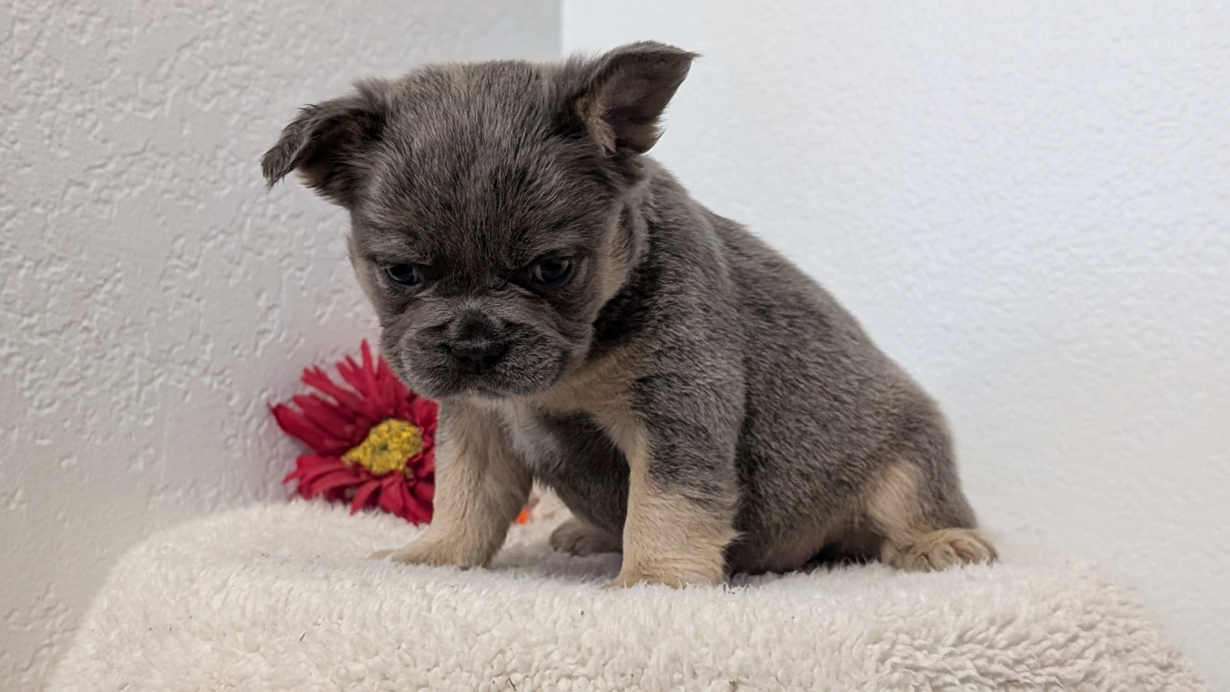 French Bulldog puppy for sale in Indiana – bluetan female photo 5