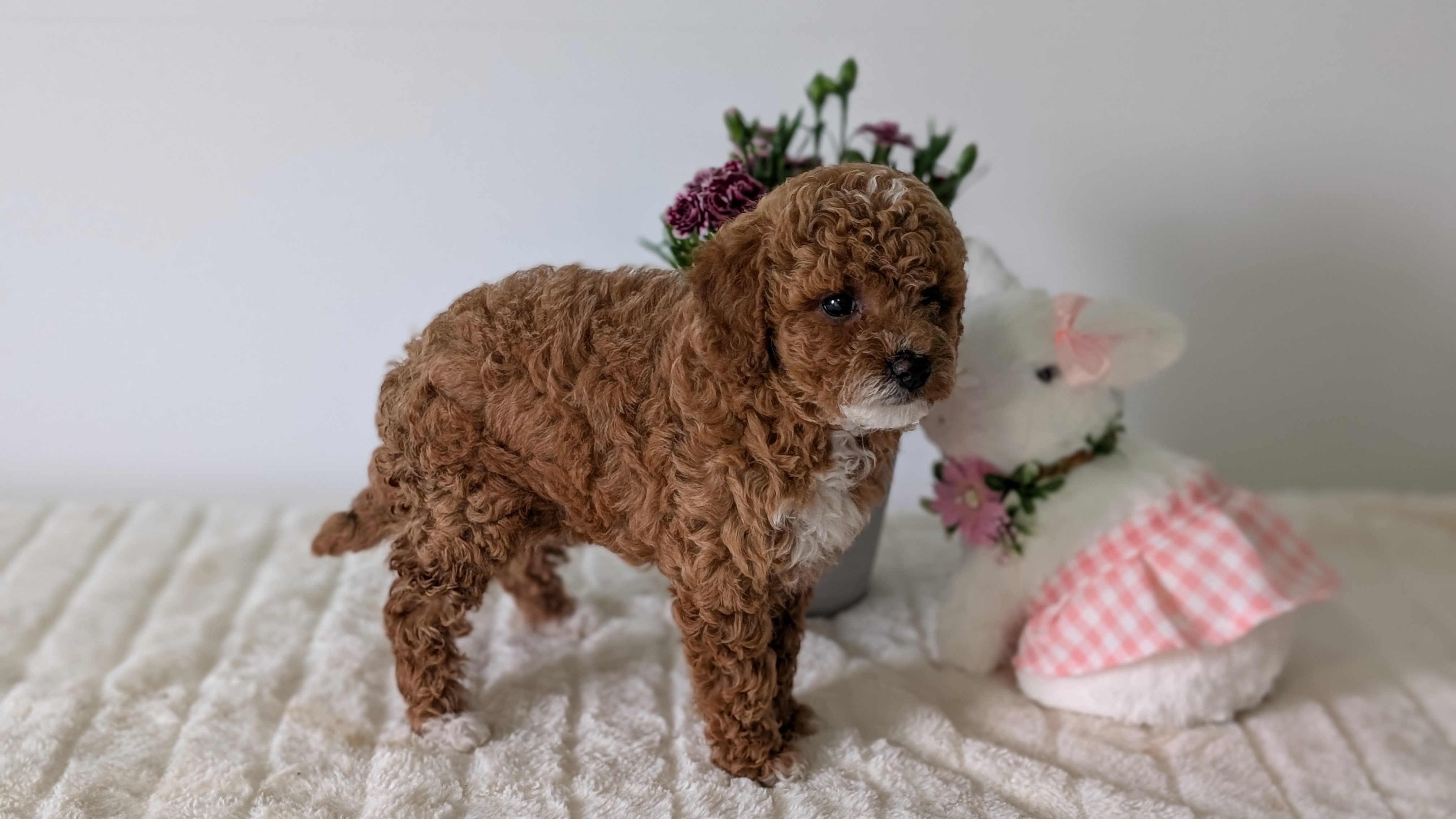Mini Goldendoodle puppy for sale in Indiana – red tuxedo female photo 7
