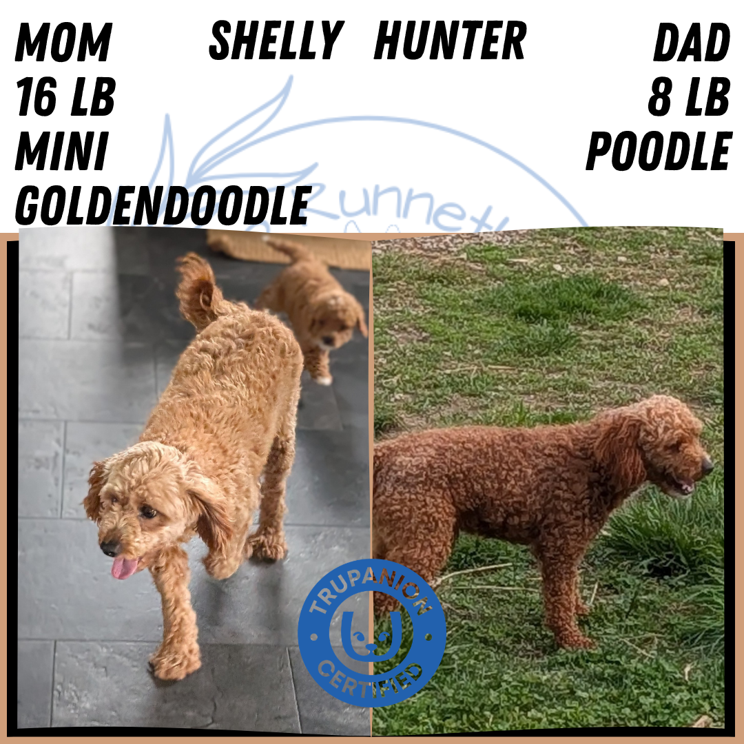 Mini Goldendoodle puppy for sale in Indiana – red tuxedo female photo 2