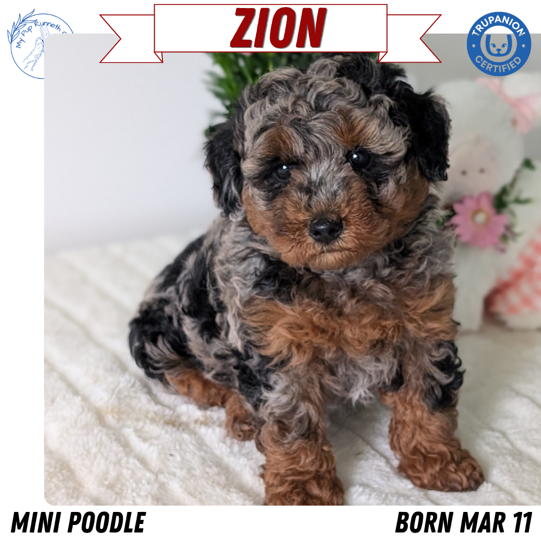 Poodle Miniature puppy for sale in Indiana – blue merle and tan male