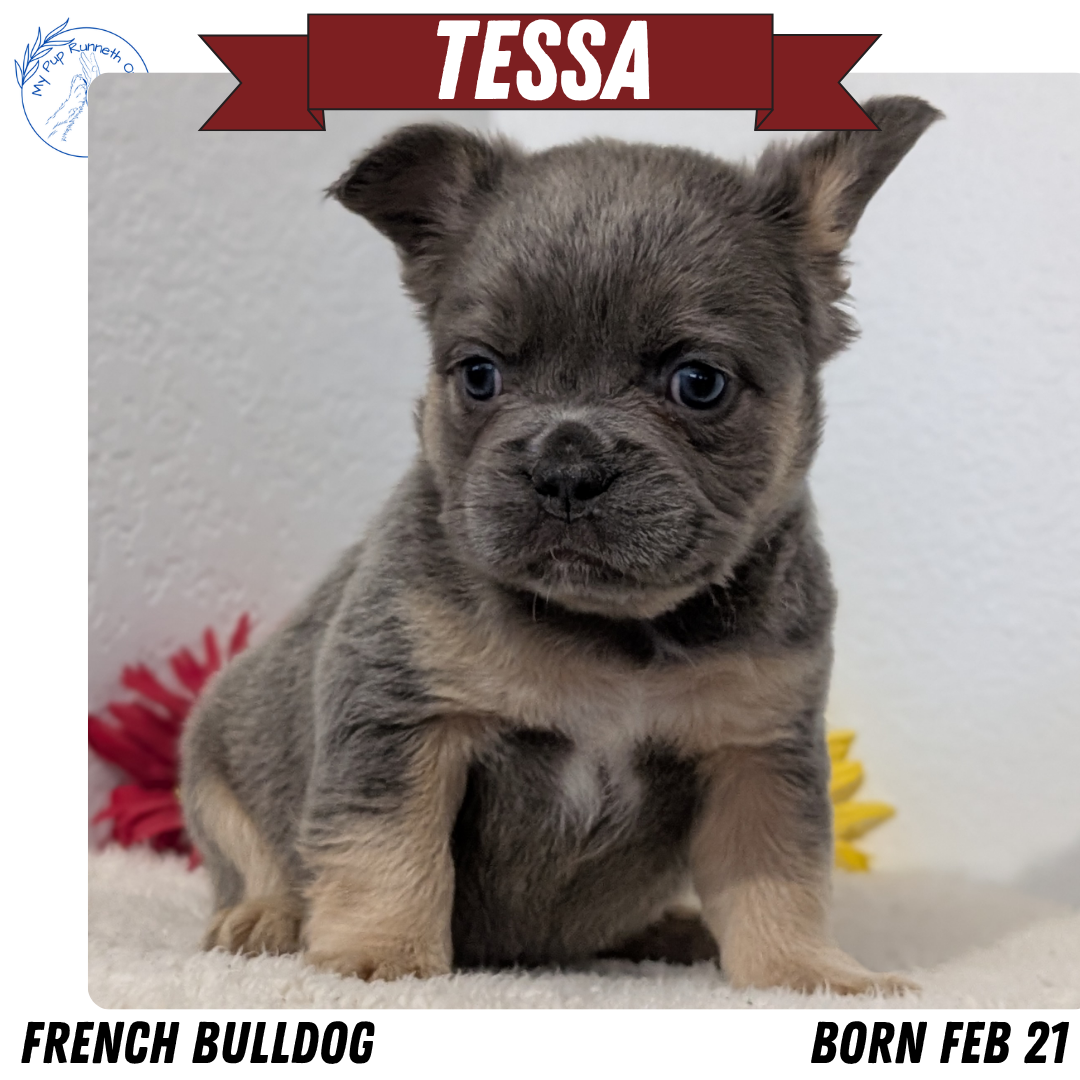 French Bulldog puppy for sale in Indiana – bluetan female