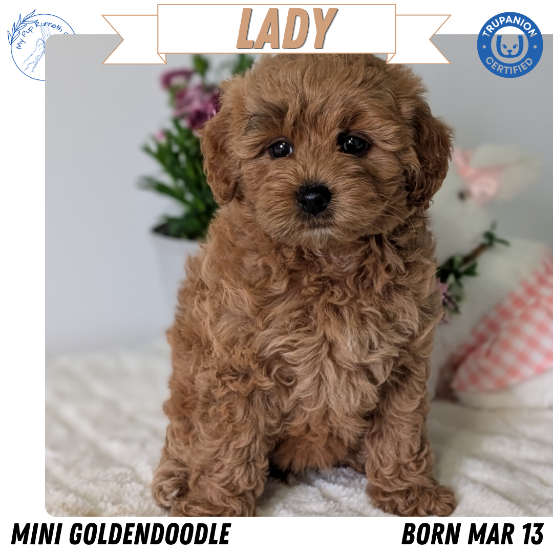 Mini Goldendoodle puppy for sale in Indiana – red female