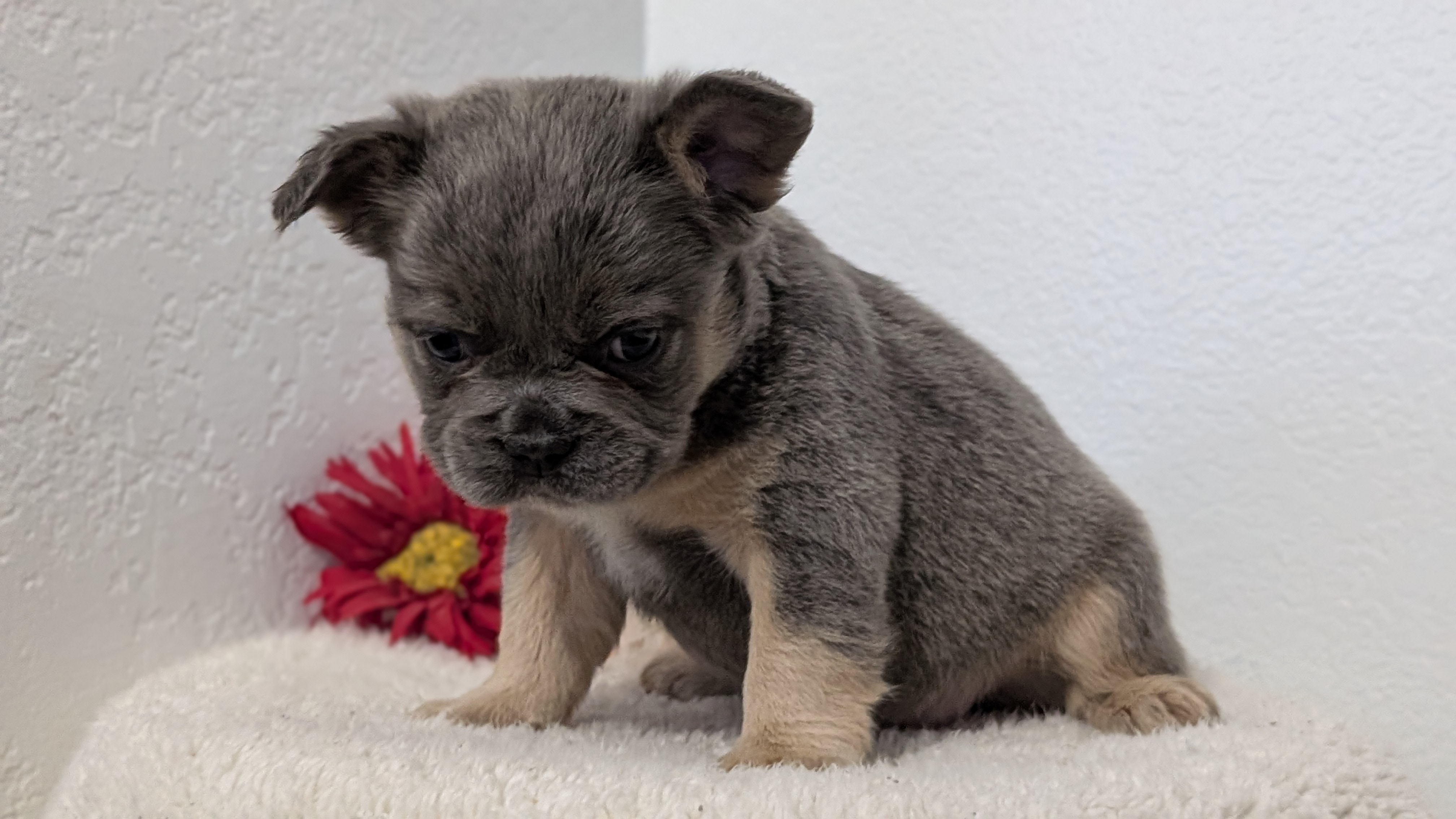 French Bulldog puppy for sale in Indiana – bluetan female photo 6
