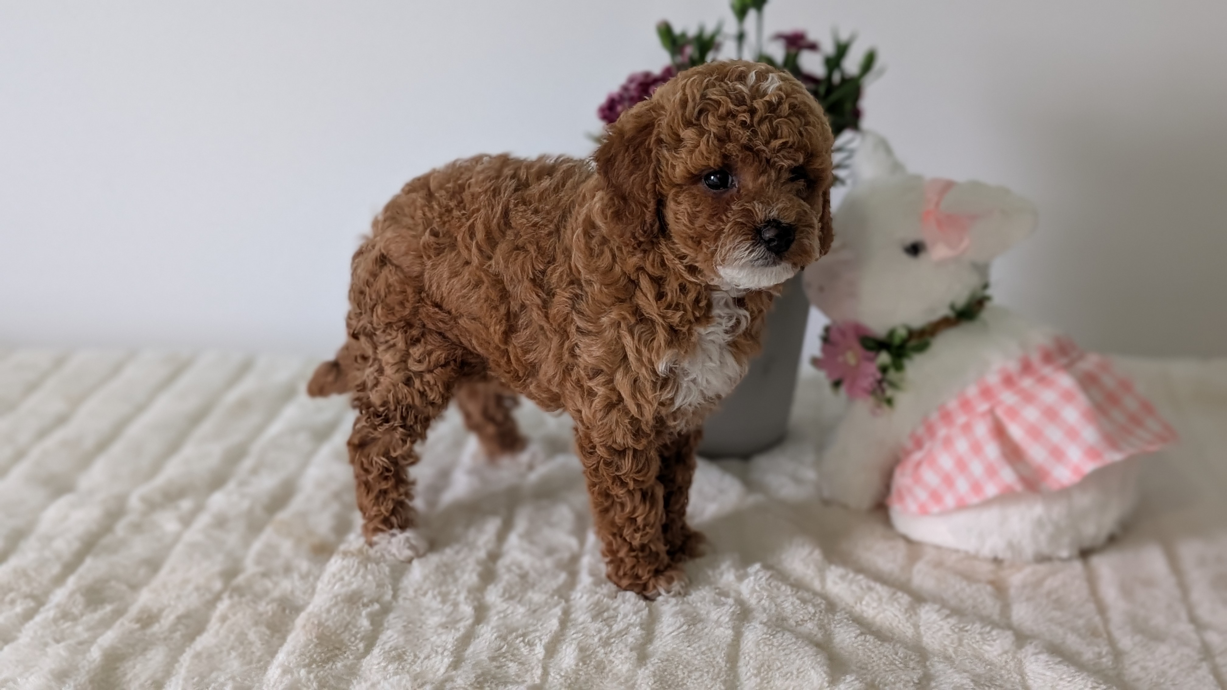 Mini Goldendoodle puppy for sale in Indiana – red tuxedo female photo 8