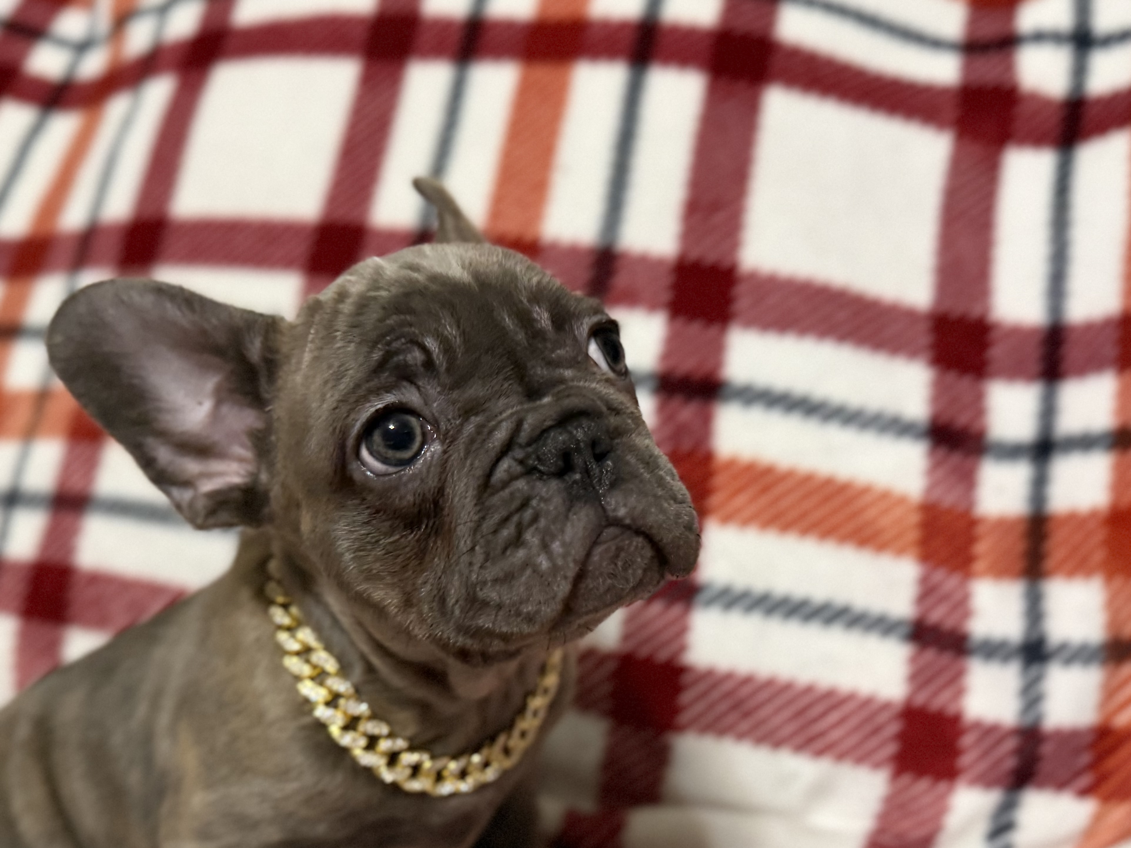 French Bulldog puppy for sale in Oklahoma – blue brindle male