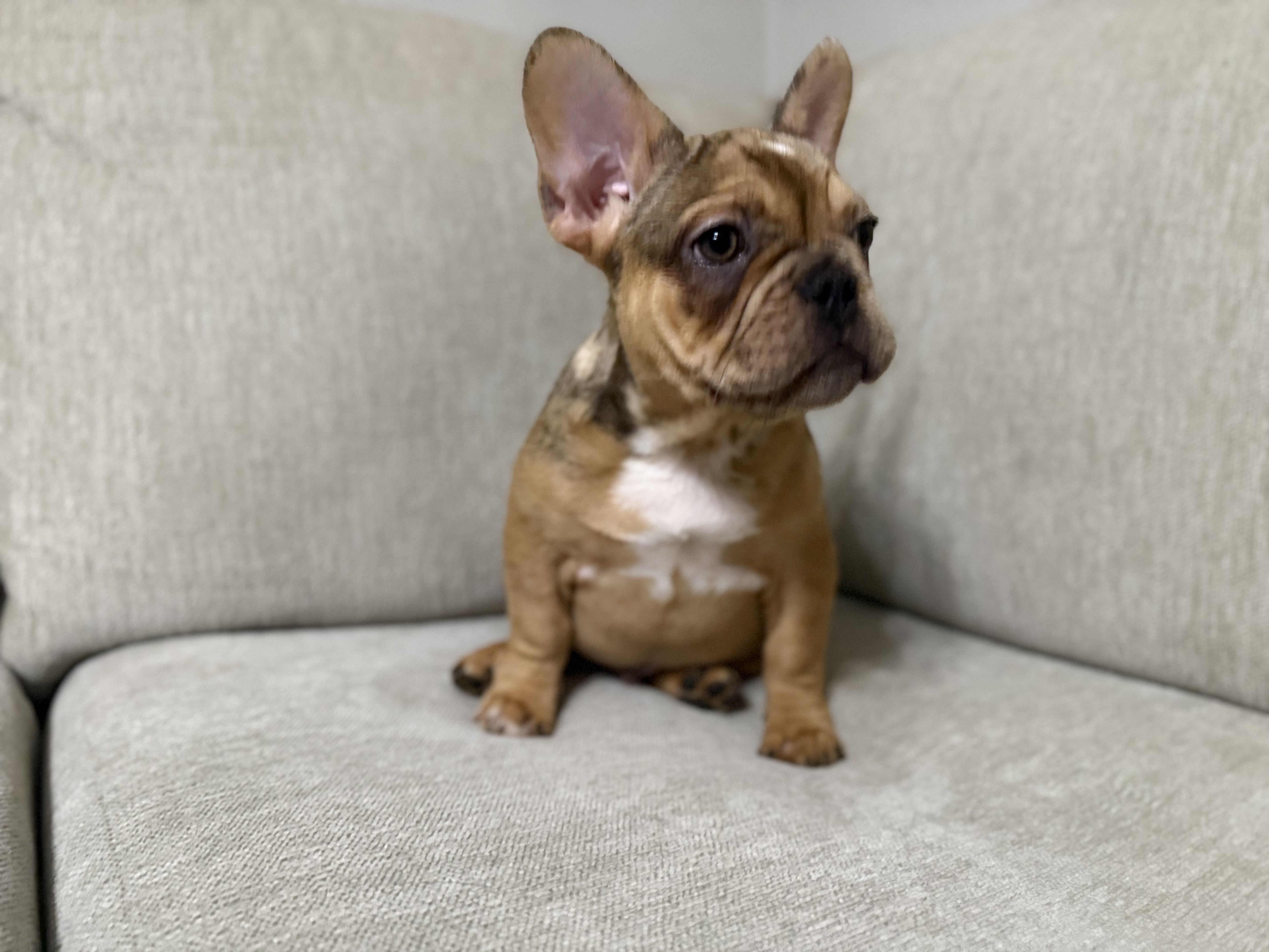 French Bulldog puppy for sale in Oklahoma – fawn merle male