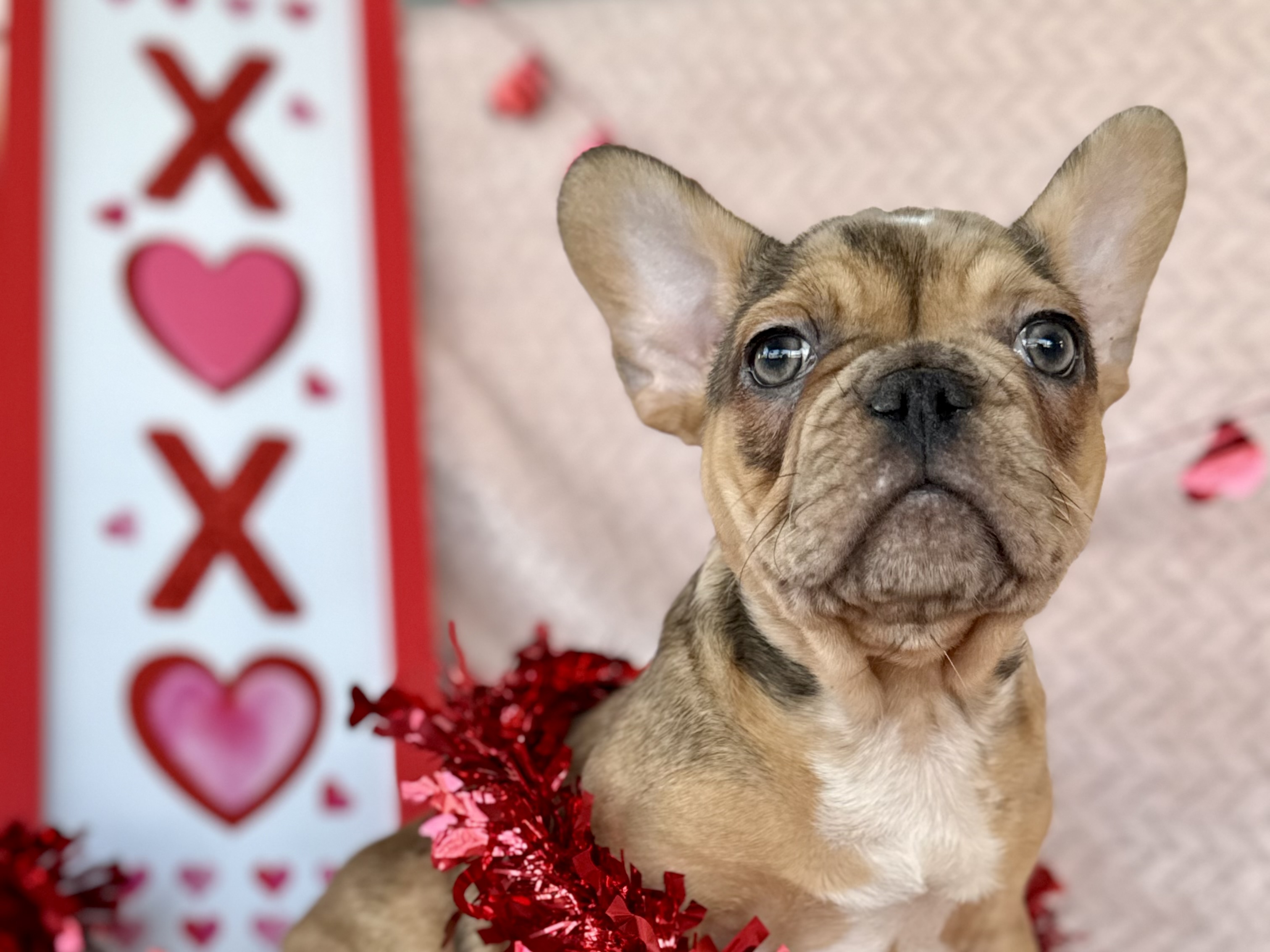 French Bulldog puppy for sale in Oklahoma – fawn merle male photo 3