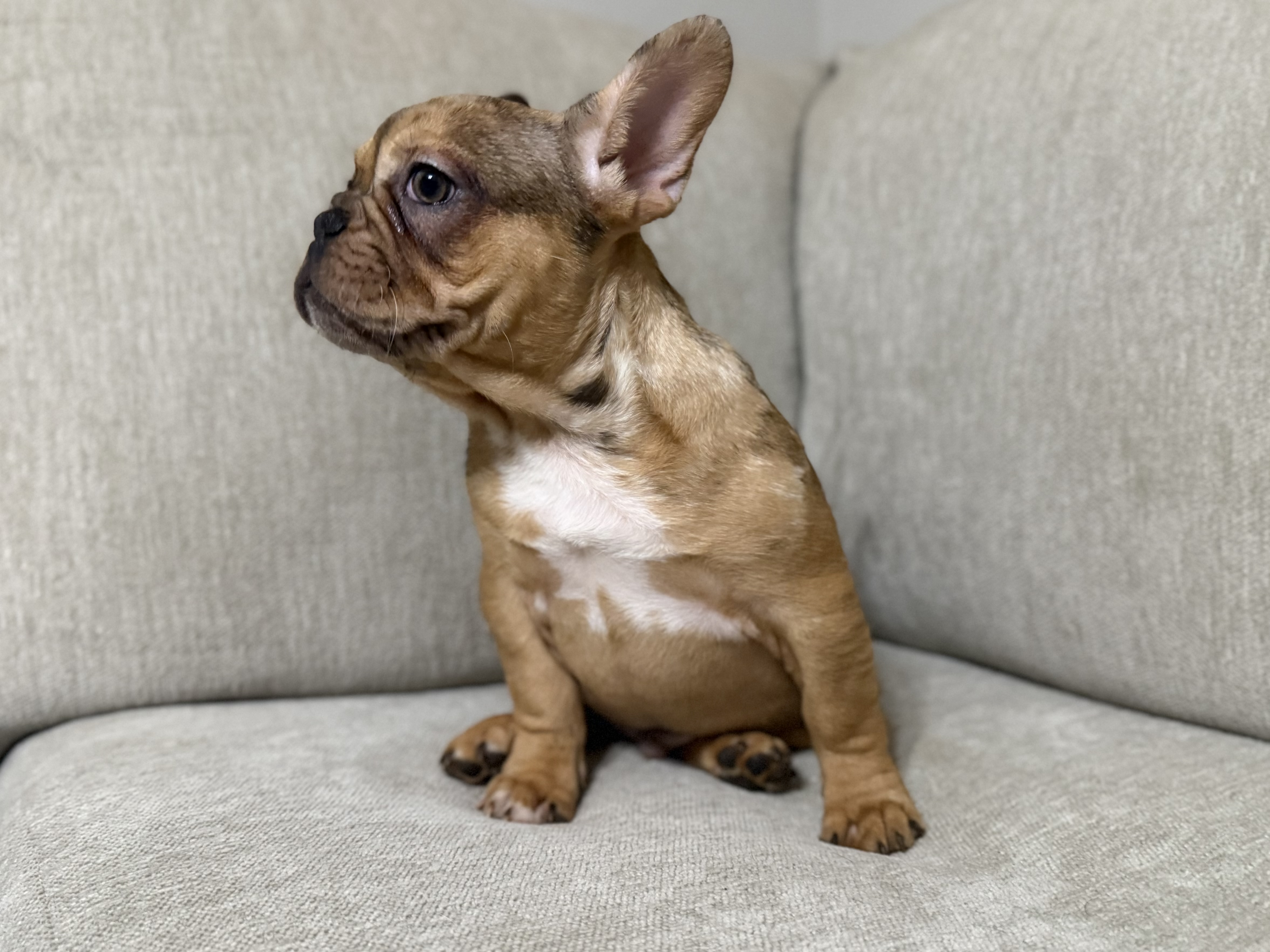 French Bulldog puppy for sale in Oklahoma – fawn merle male photo 2