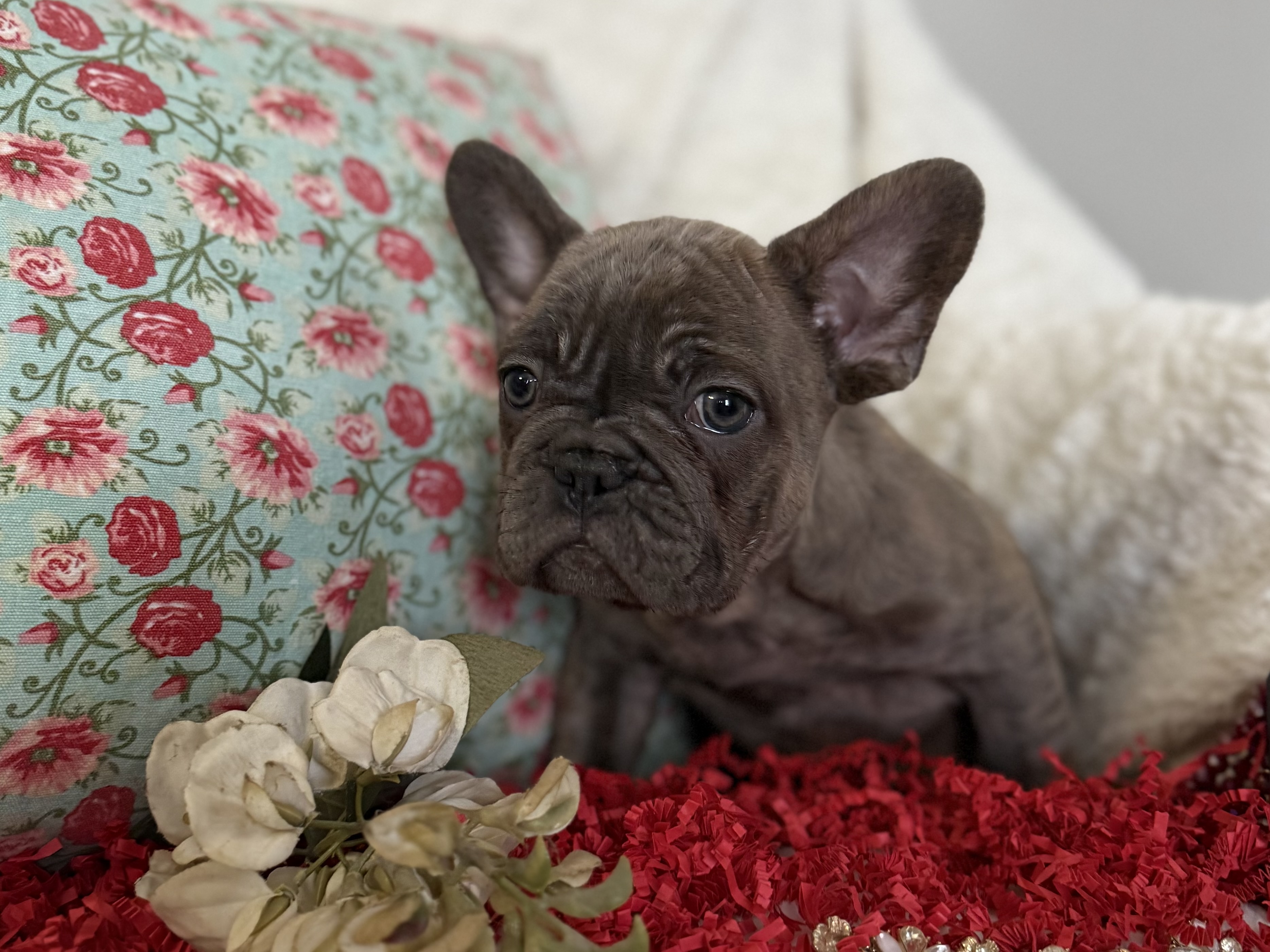 French Bulldog puppy for sale in Oklahoma – blue brindle male photo 2