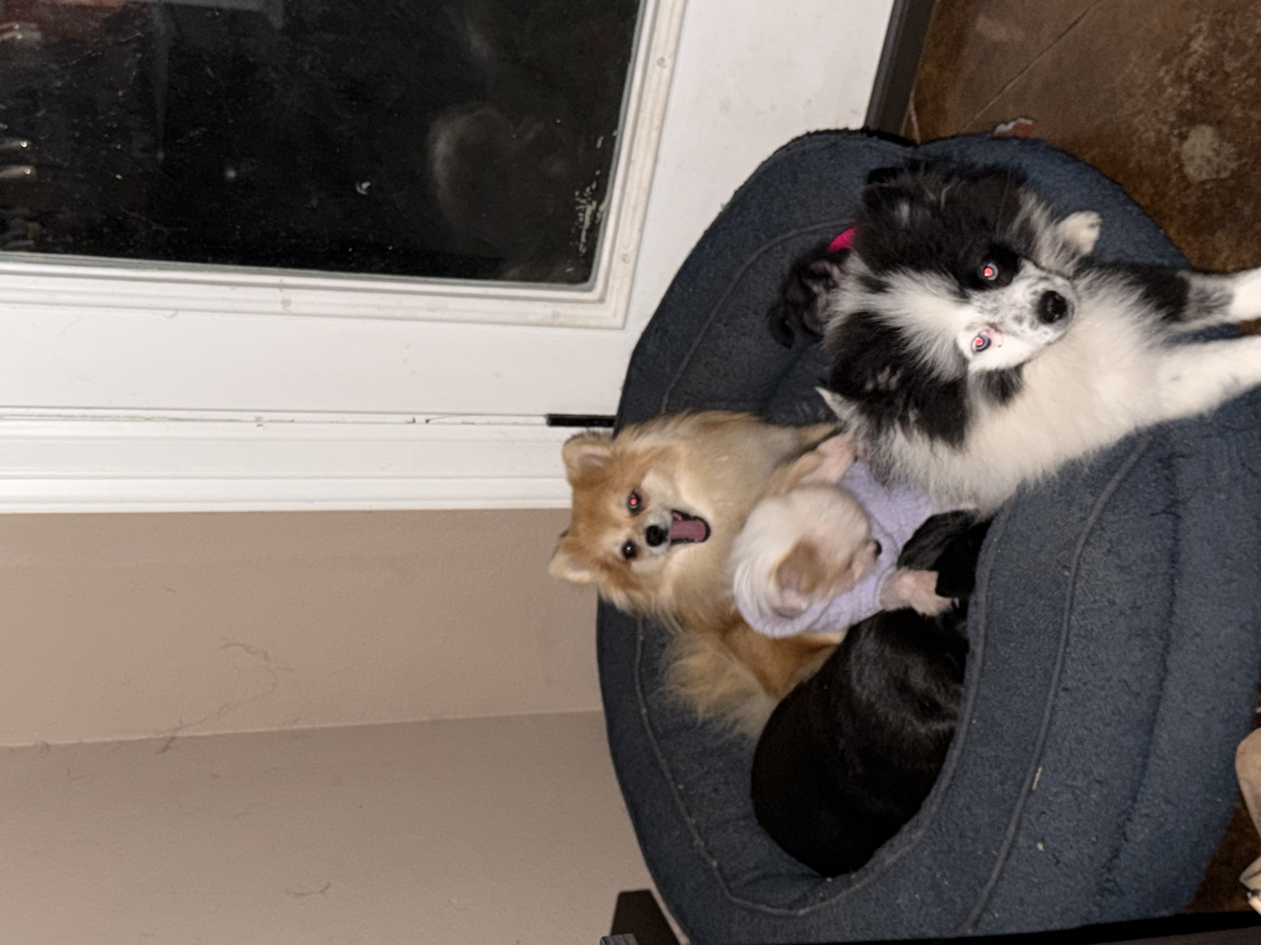 Pomeranian puppy for sale in Texas – parti male photo 3
