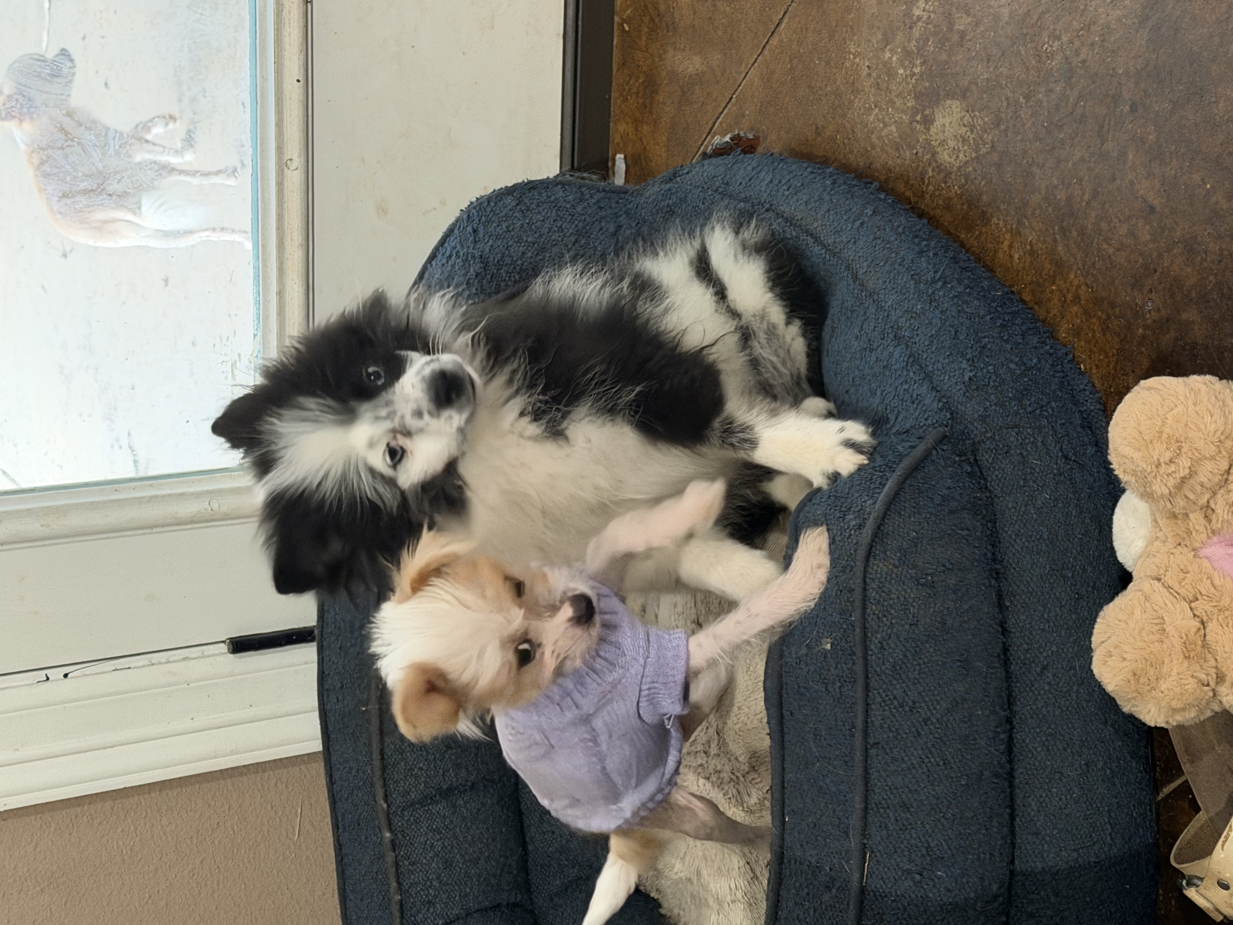 Pomeranian puppy for sale in Texas – parti male photo 2