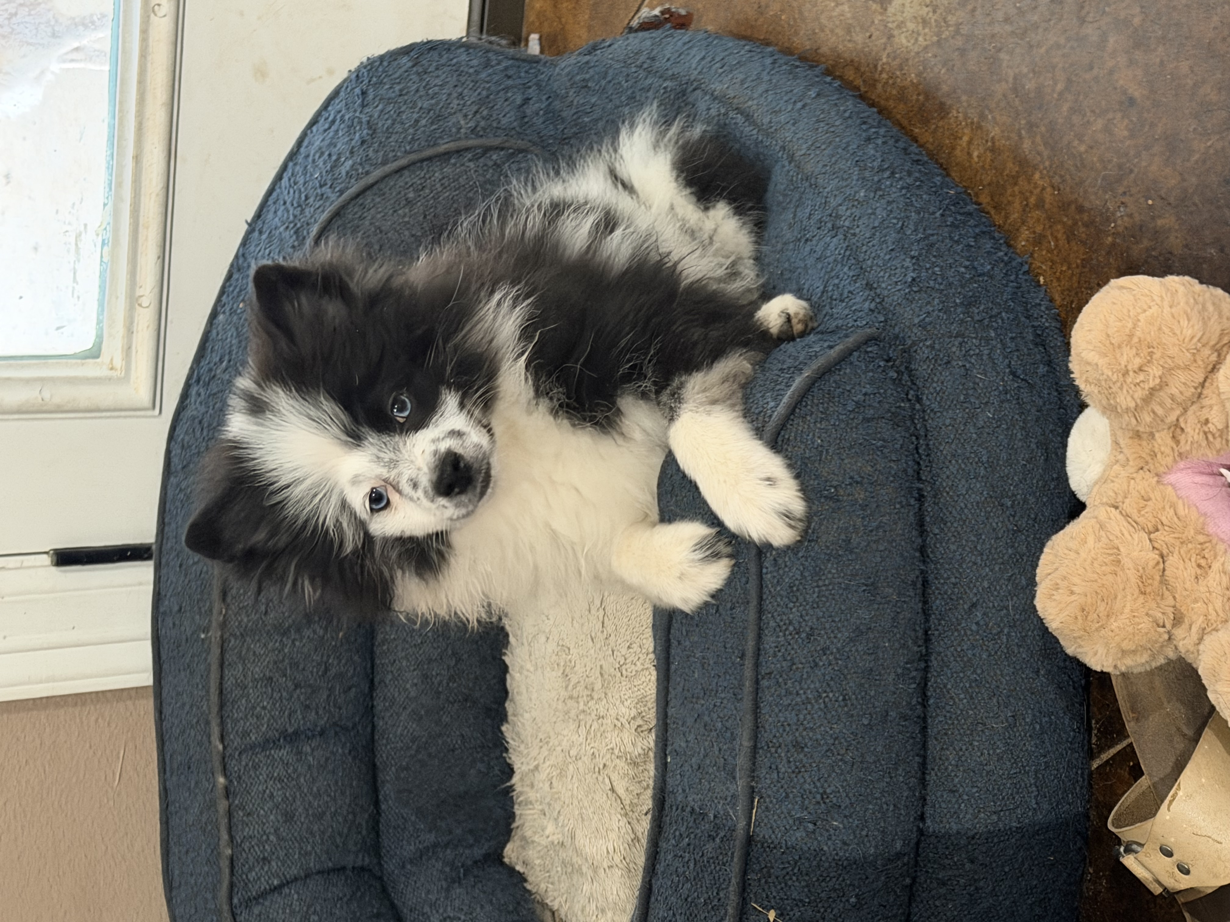 Pomeranian puppy for sale in Texas – parti male
