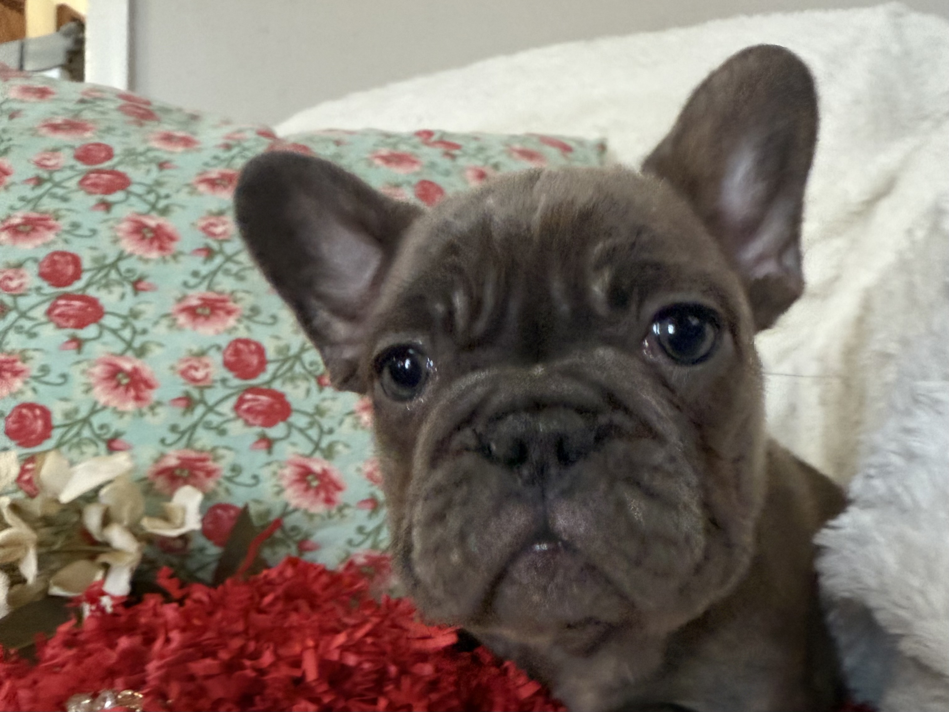 French Bulldog puppy for sale in Oklahoma – blue brindle male photo 4
