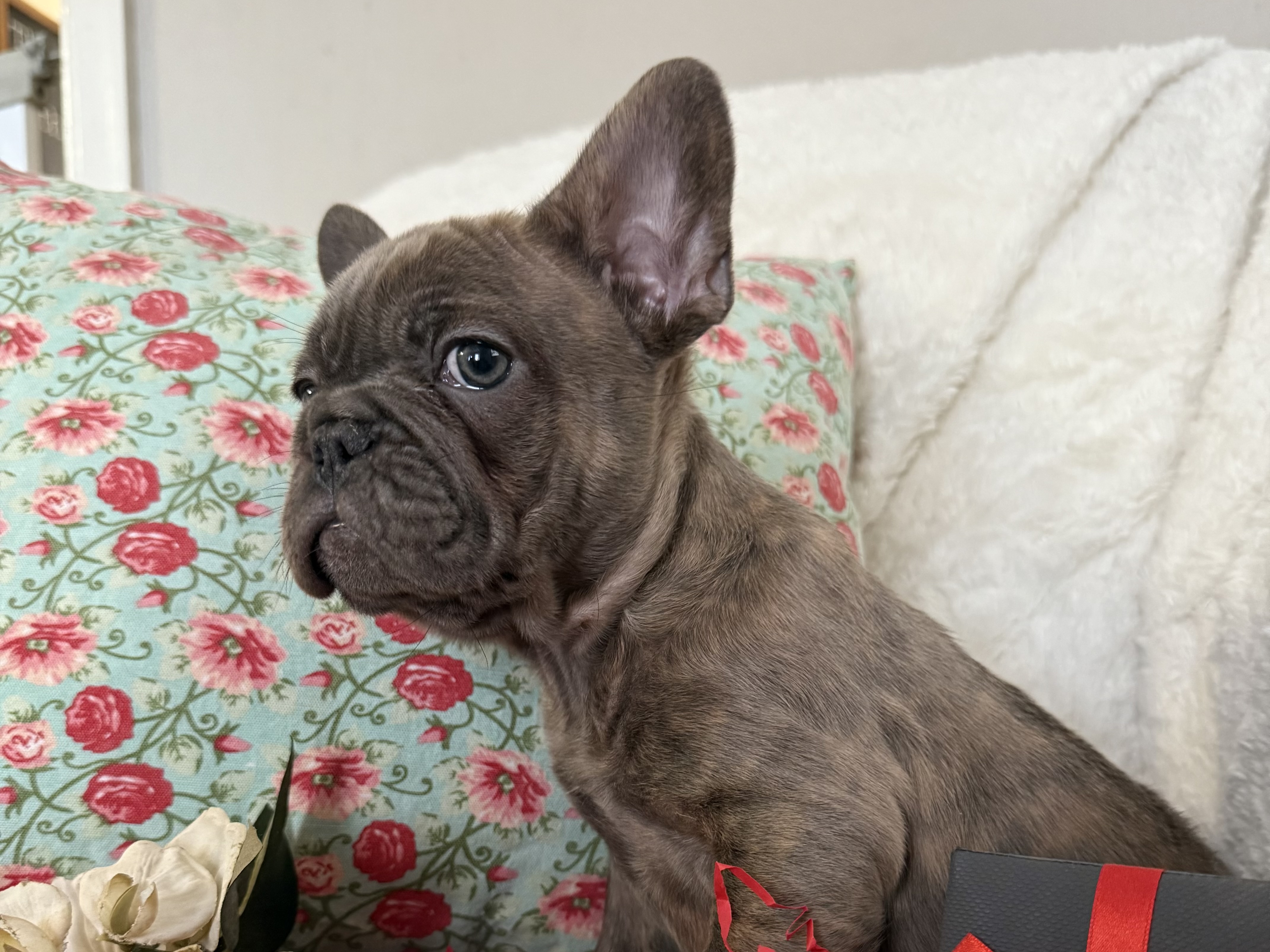 French Bulldog puppy for sale in Oklahoma – blue brindle male photo 3