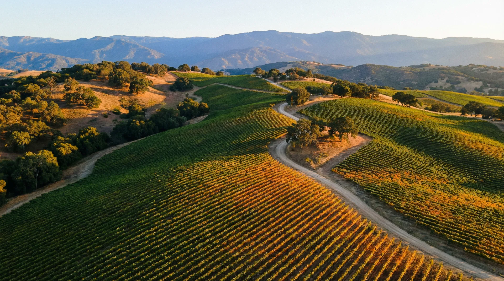 Santa Ynez Valley vineyards at golden hour