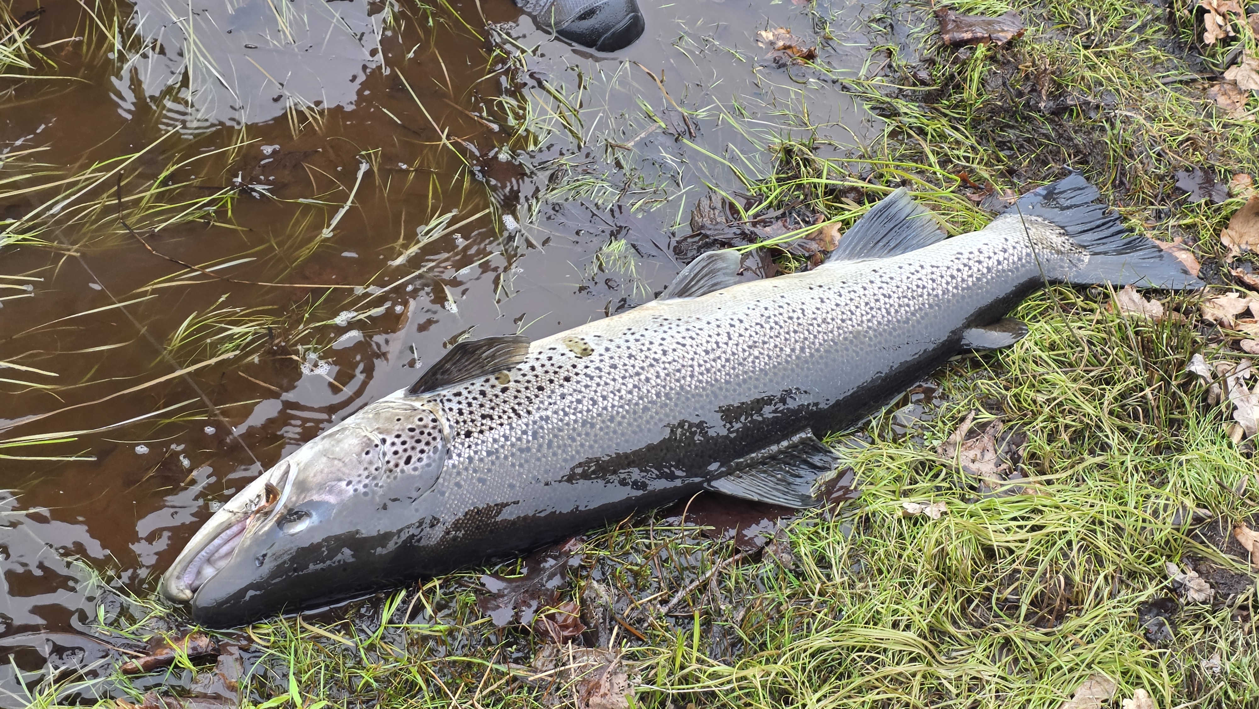 Photo 1 by Anders Olsen