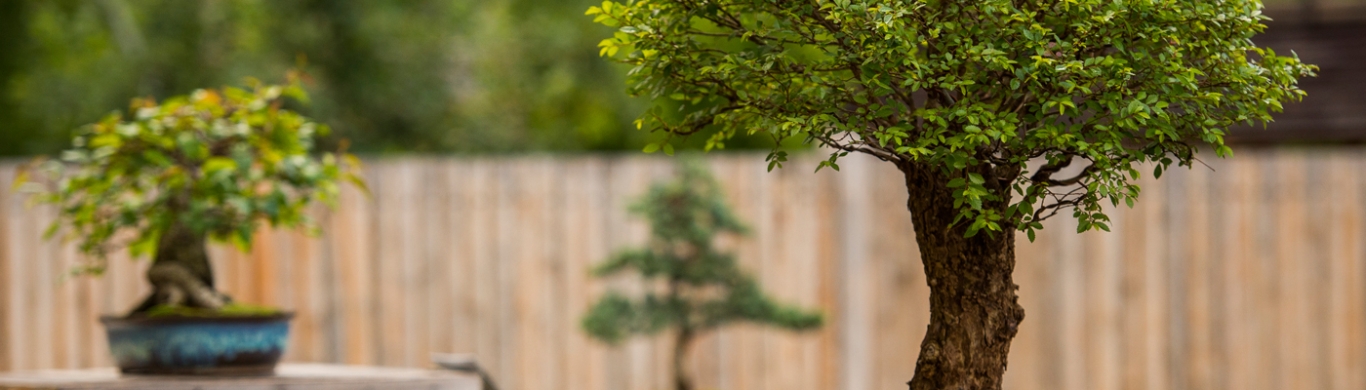 Plant Shows at Denver Botanic Gardens