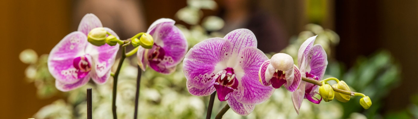 Prairie Pup Adventures at Plains Conservation Center