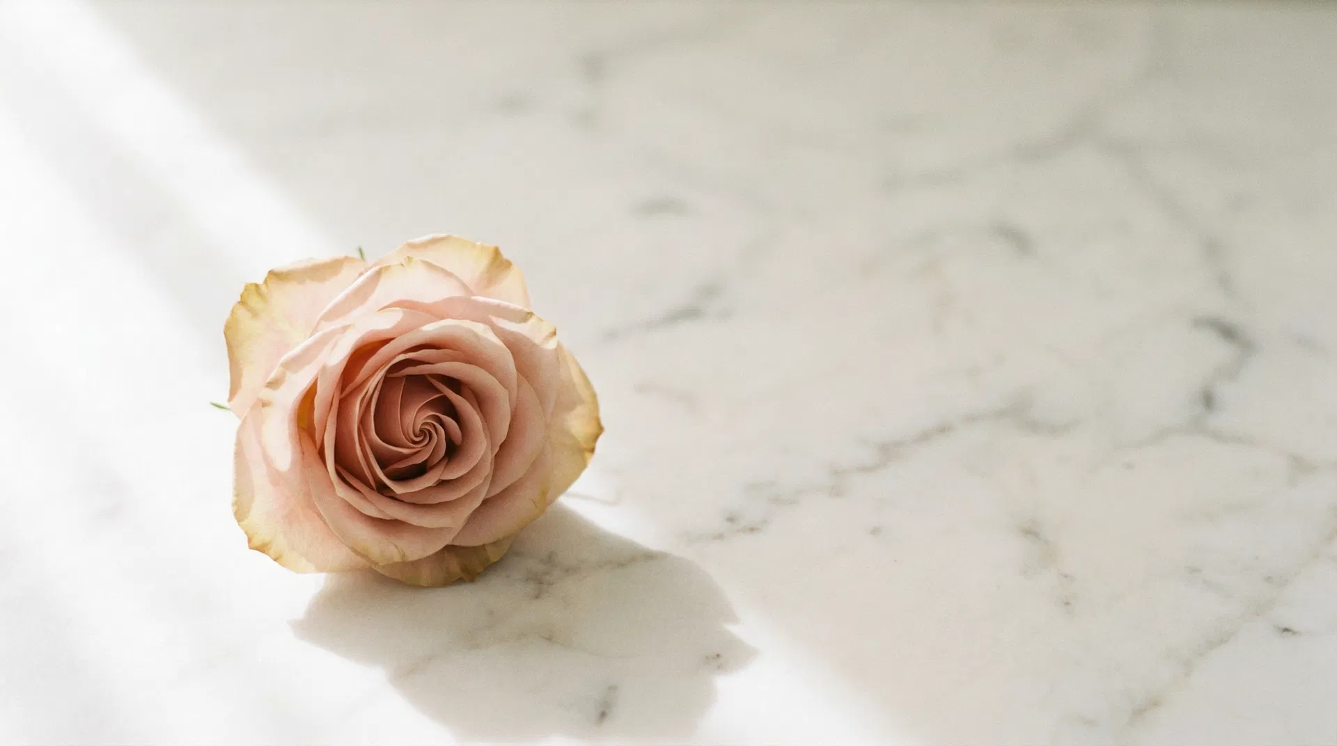 A single blush rose on marble