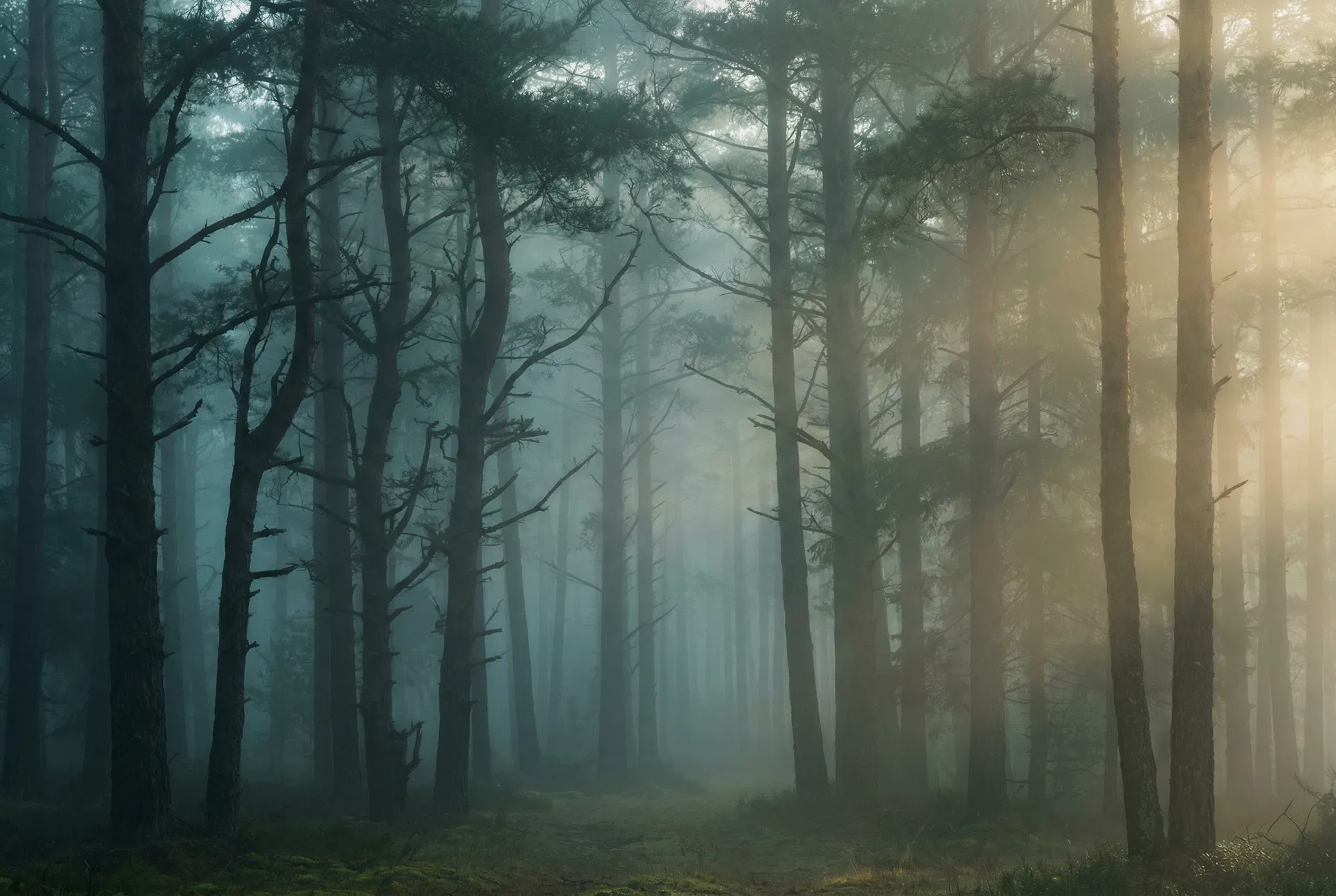 Foggy forest