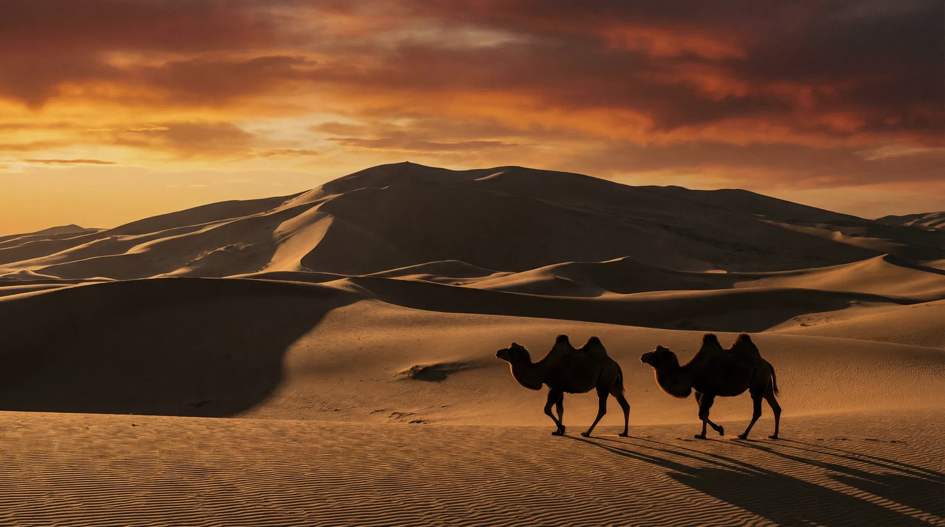 Khongor Sand Dunes at sunset, Gobi Desert Mongolia