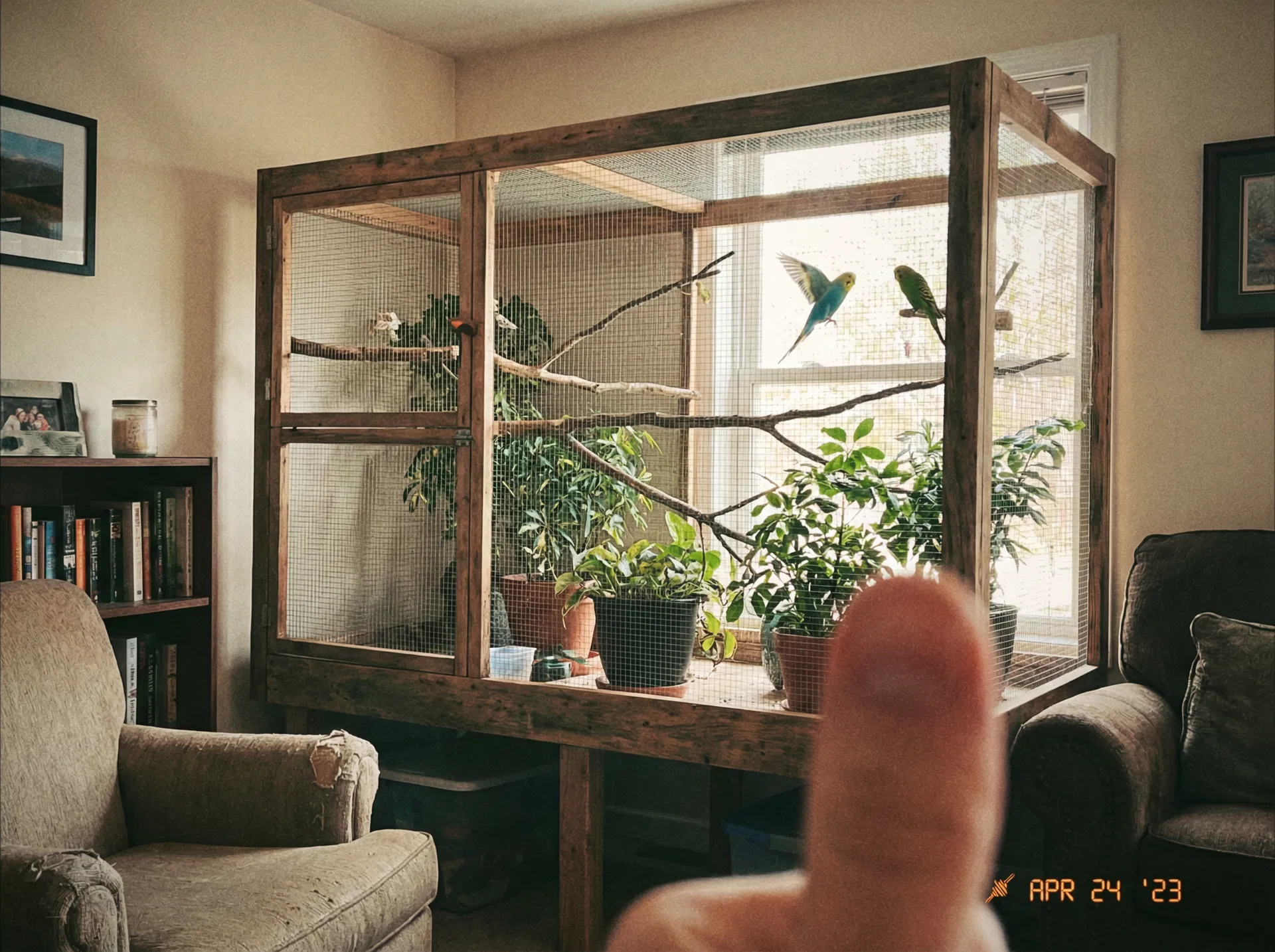 Después: Aviario de Interior con Madera y Malla: Un Hogar Digno para Tus Pájaros [Planos PDF]