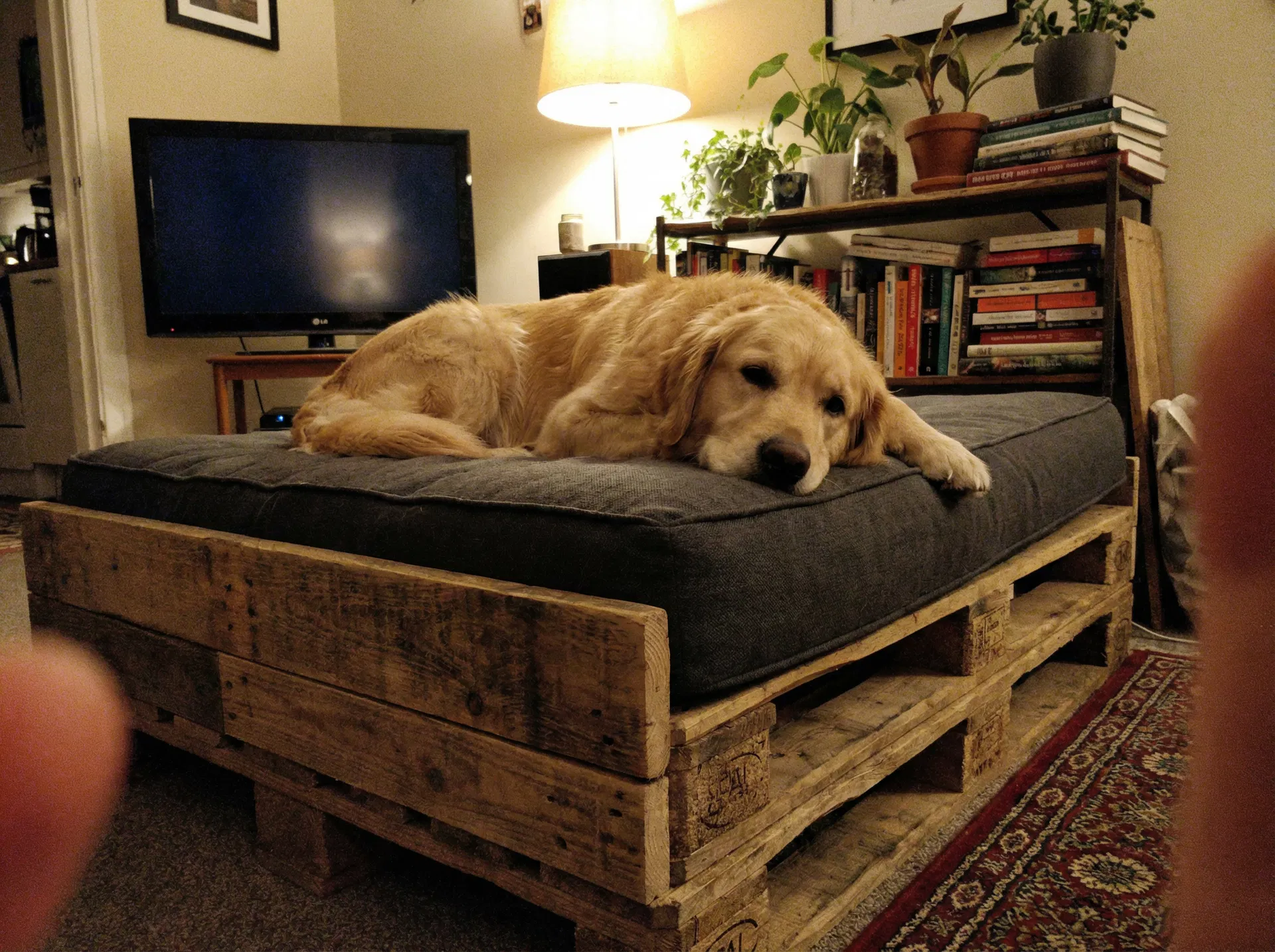 Después: Cama Ortopédica para Perros con Palets Reciclados: Guía Veterinaria Paso a Paso [2026]
