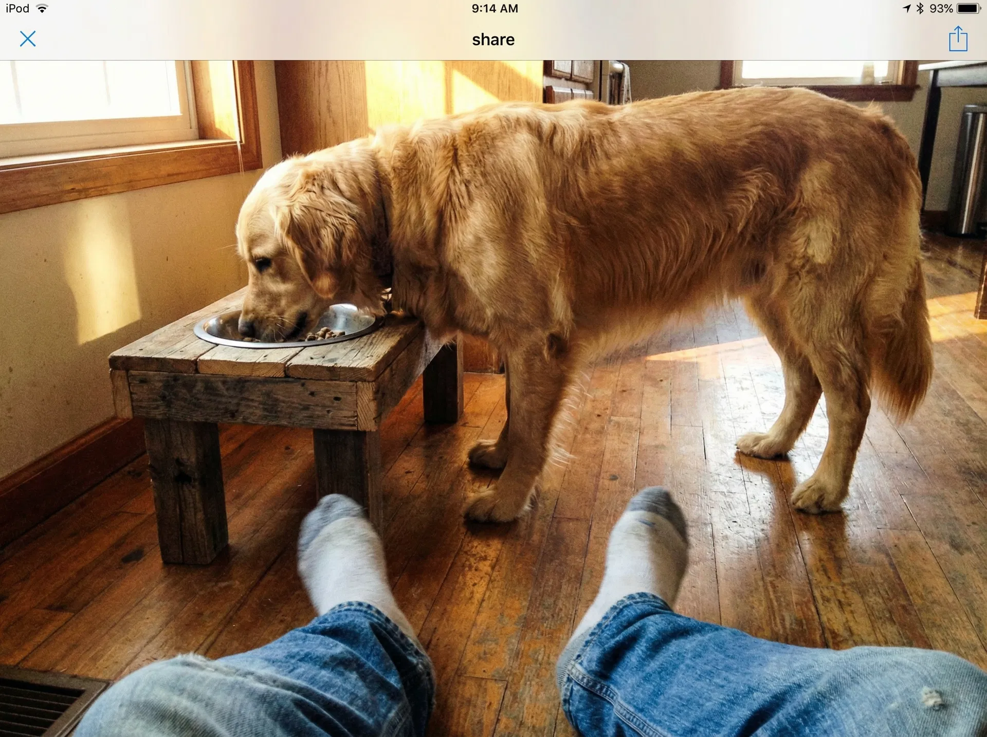 Después: Comedero Elevado de Madera para Perros: Mejora su Digestión con Este Proyecto de 1 Hora