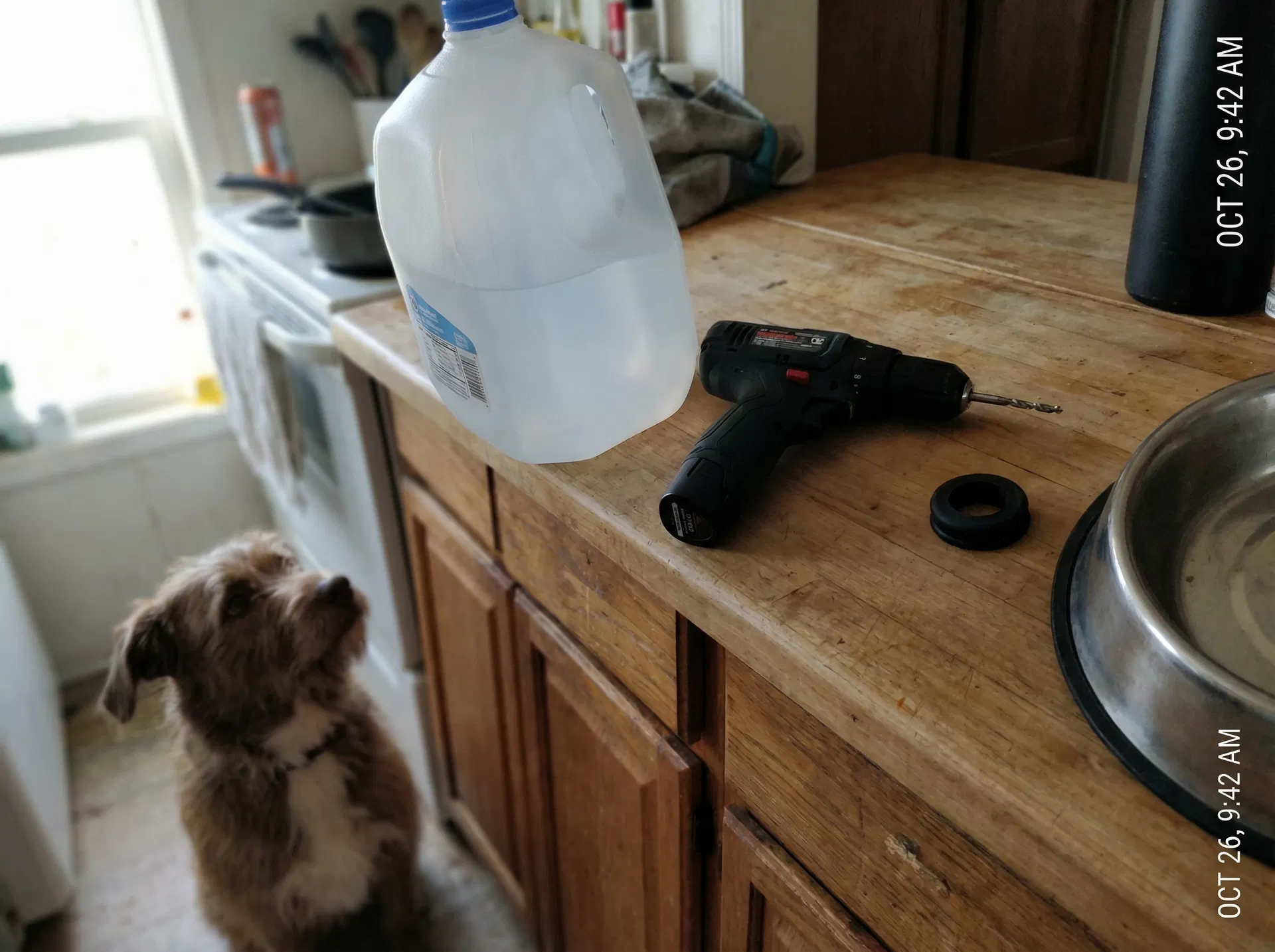 Antes: Dispensador de Agua Automático para Perros: Siempre Agua Fresca con Este Hack Genial