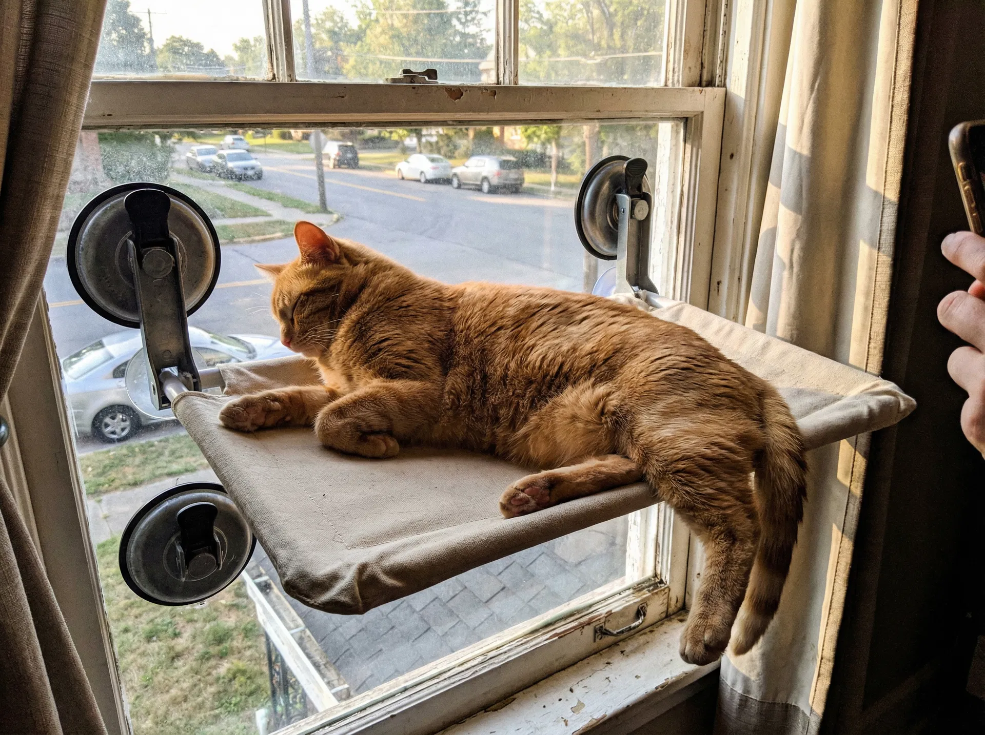 Después: Hamaca de Ventana para Gatos con Ventosas Industriales: El Proyecto de 15 Minutos que Cambiará su Vida