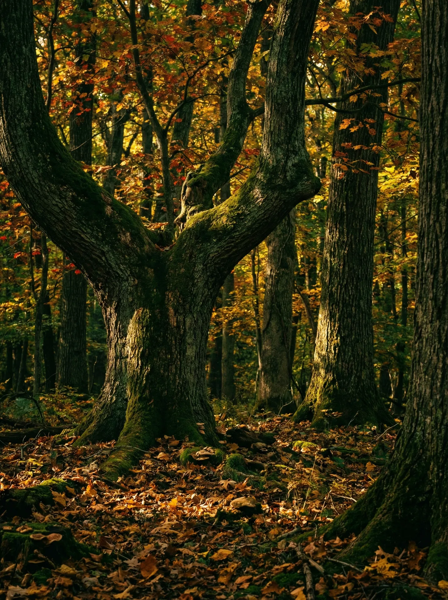 Pennsylvania hardwood forest — symbol of deep-rooted permanence