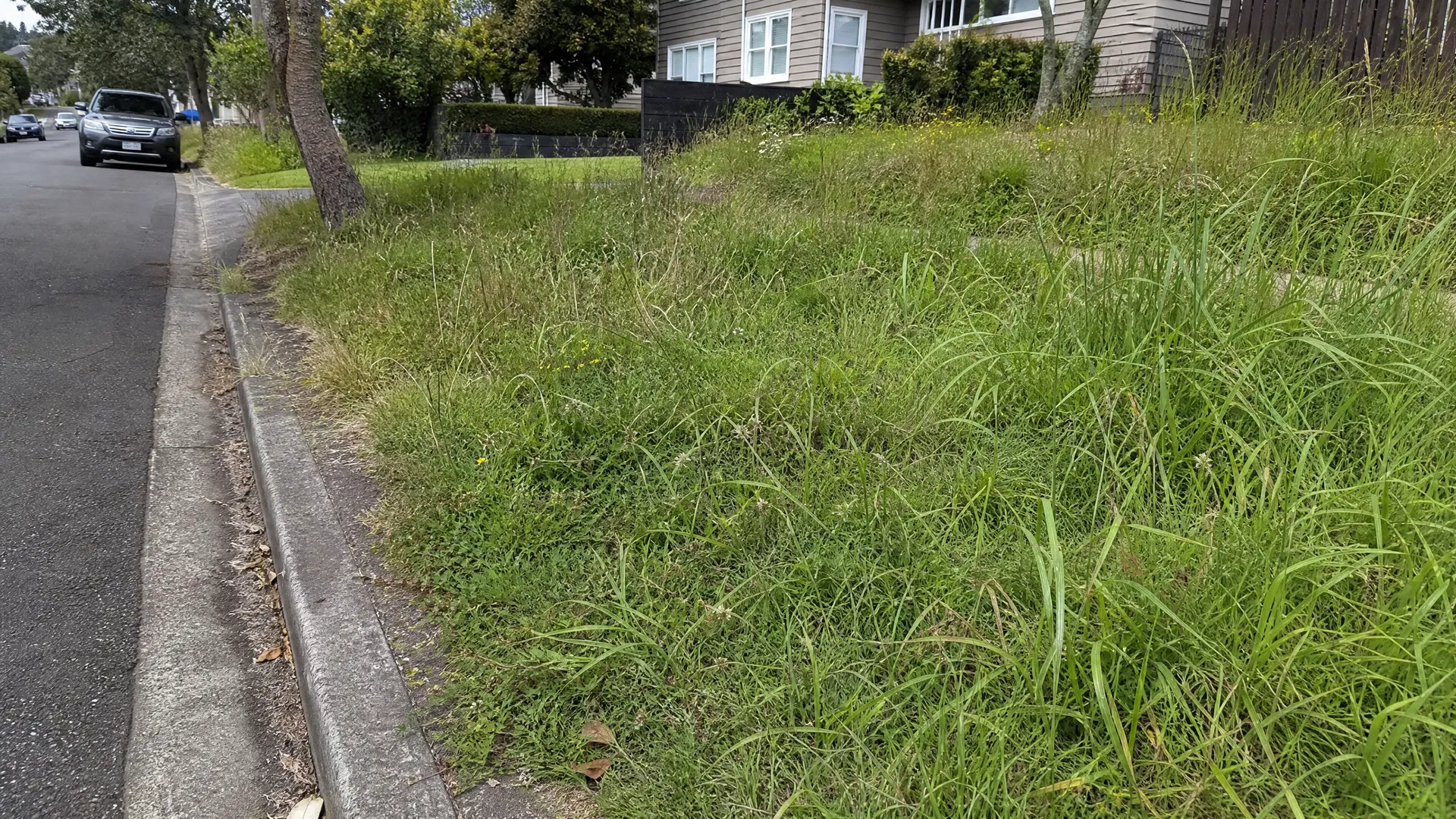 Unmowed berm