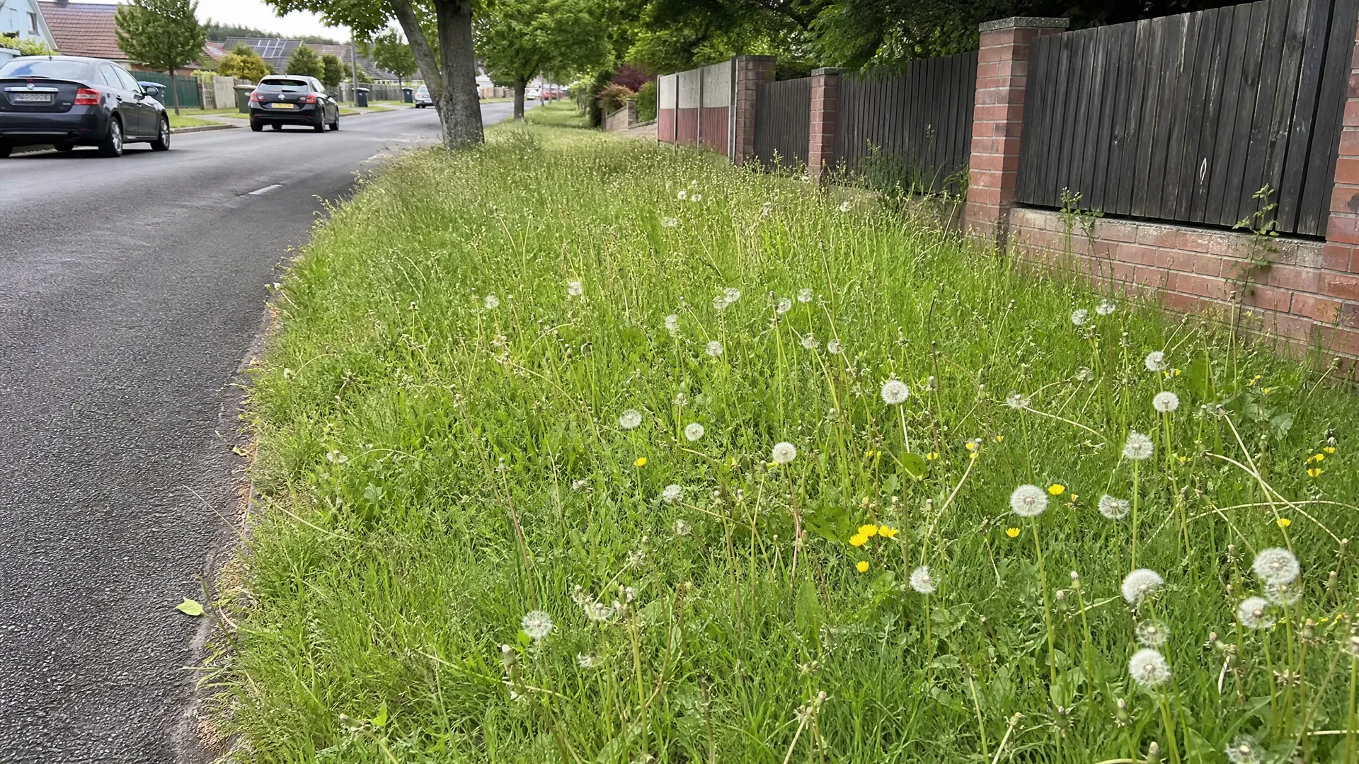 Unmowed berm with weeds
