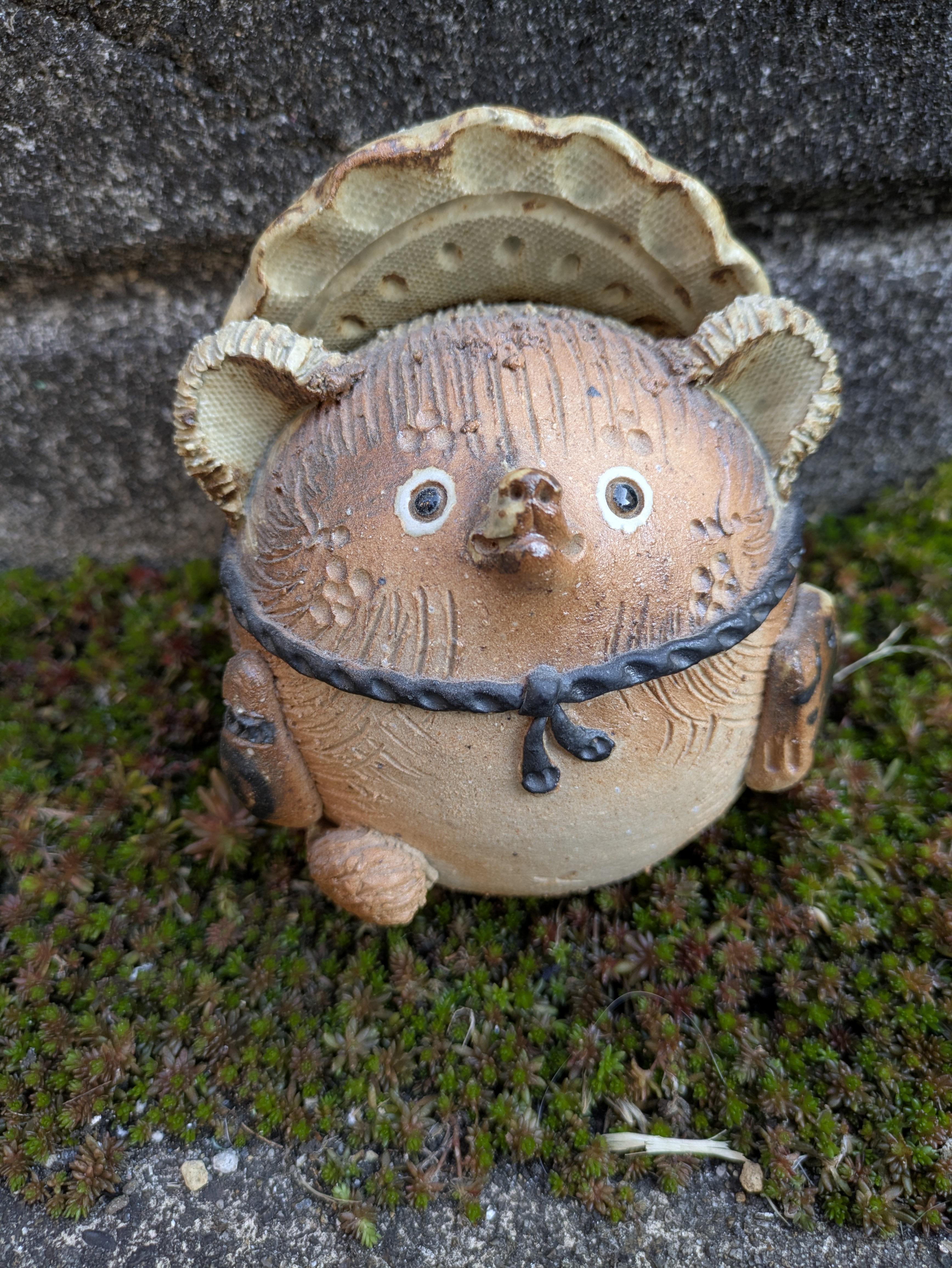 万年草の上の丸い狸