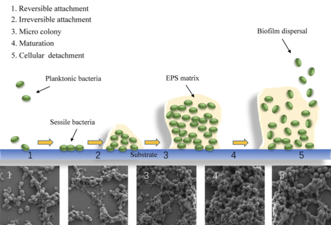 Biofilm Formation in Bacteria: How Do Microbial Communication Alters Bacterial Behavior and Antibiotic Resistance - Image 2