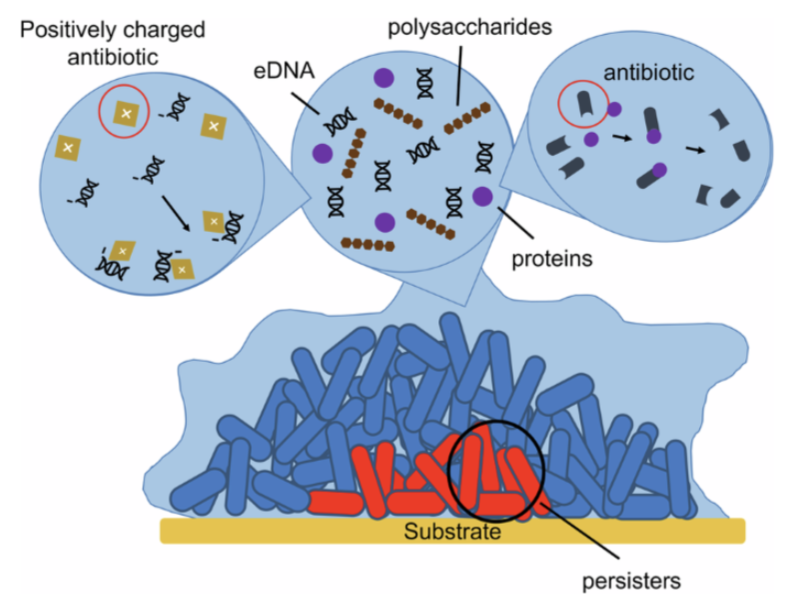 Biofilm Formation in Bacteria: How Do Microbial Communication Alters Bacterial Behavior and Antibiotic Resistance - Image 1